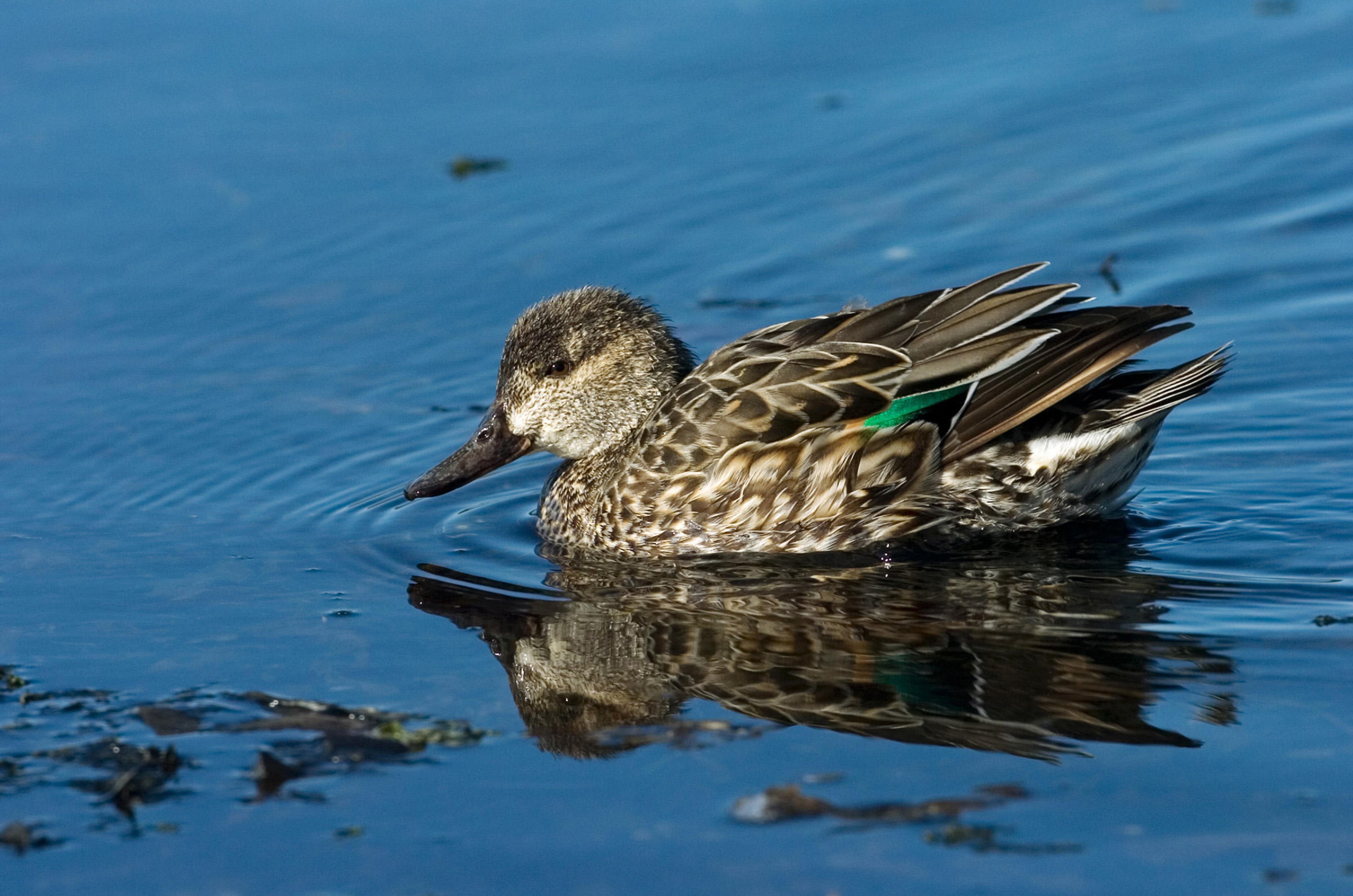 Download mobile wallpaper Birds, Animal, Duck for free.