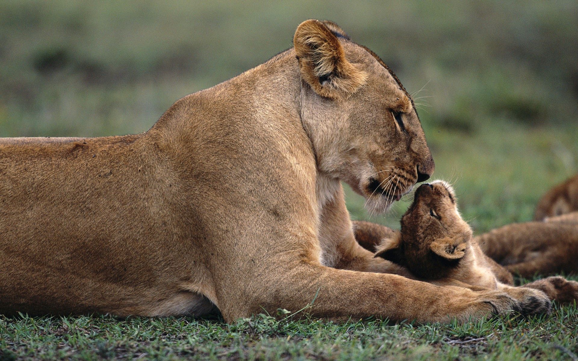 animals, grass, young, to lie down, lie, lioness, care, joey