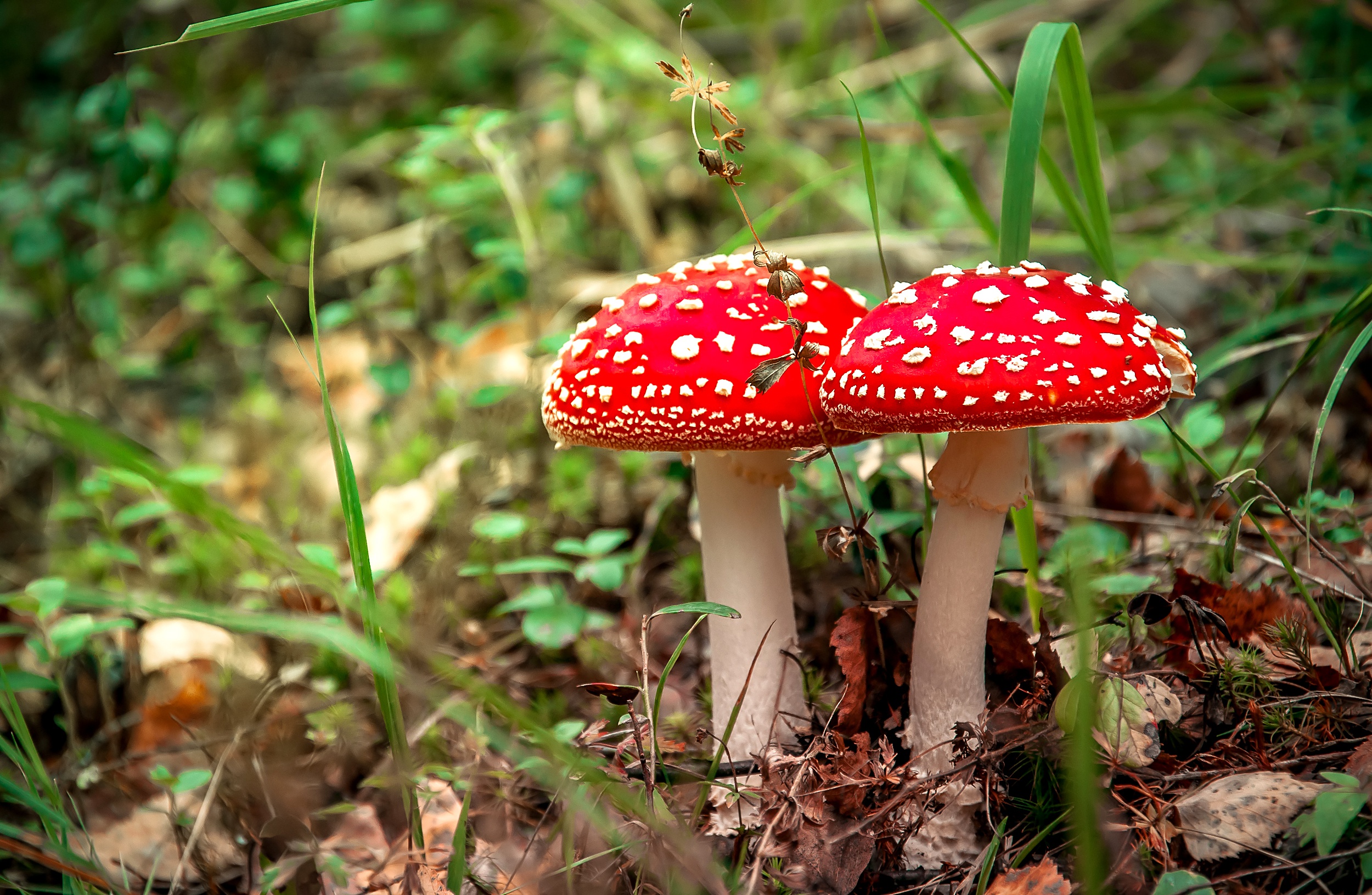 Téléchargez gratuitement l'image Automne, Fermer, Champignon, La Nature, Terre/nature sur le bureau de votre PC