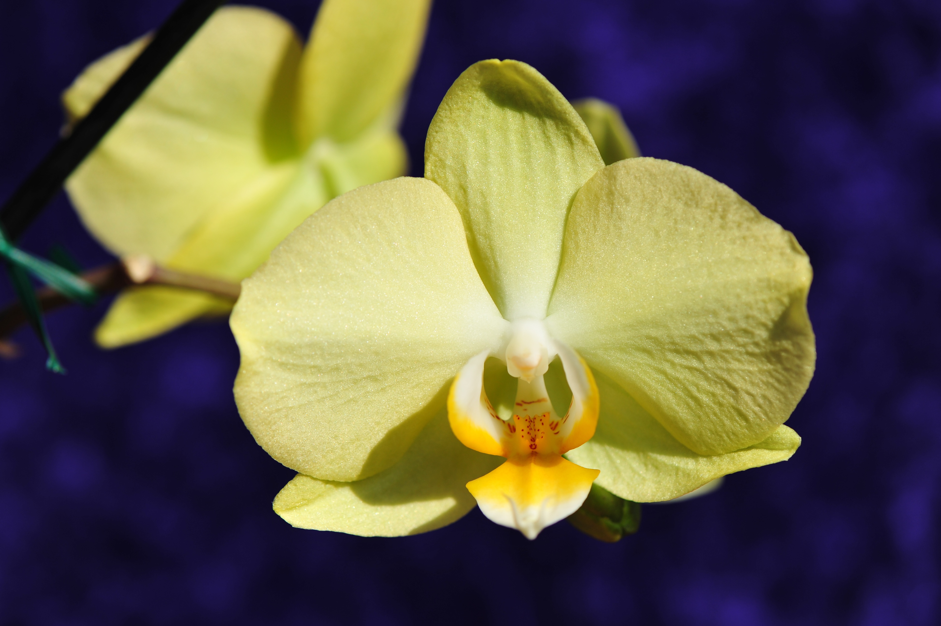 Descarga gratuita de fondo de pantalla para móvil de Naturaleza, Flores, Flor, Orquídea, Flor Amarilla, Tierra/naturaleza.