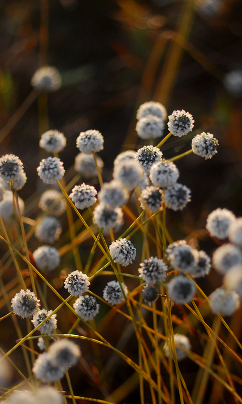 Handy-Wallpaper Nahansicht, Erde/natur kostenlos herunterladen.