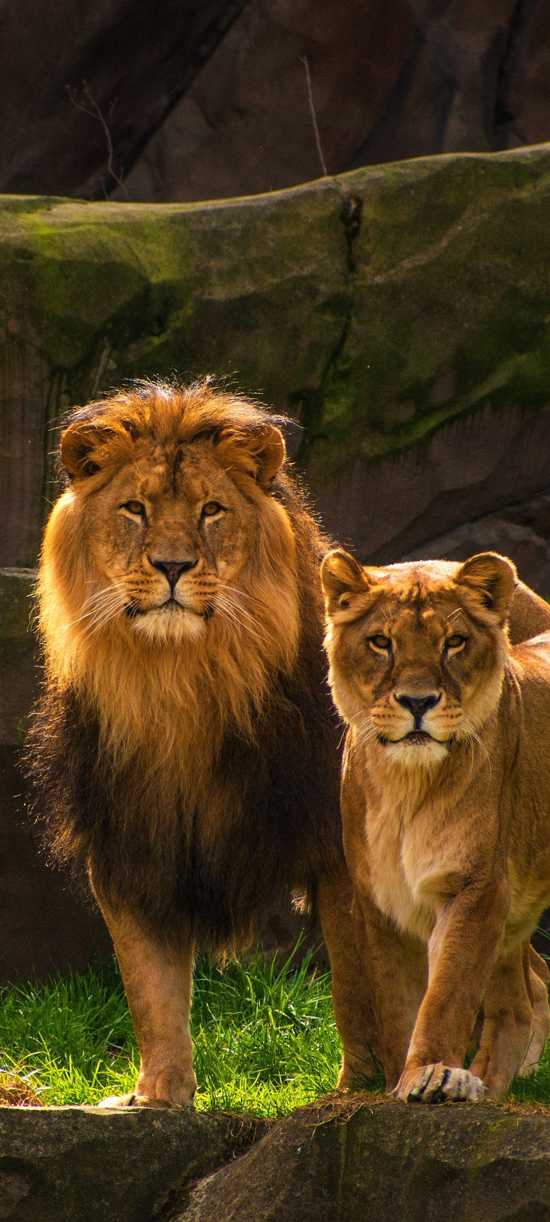 Download mobile wallpaper Cats, Couple, Lion, Animal for free.