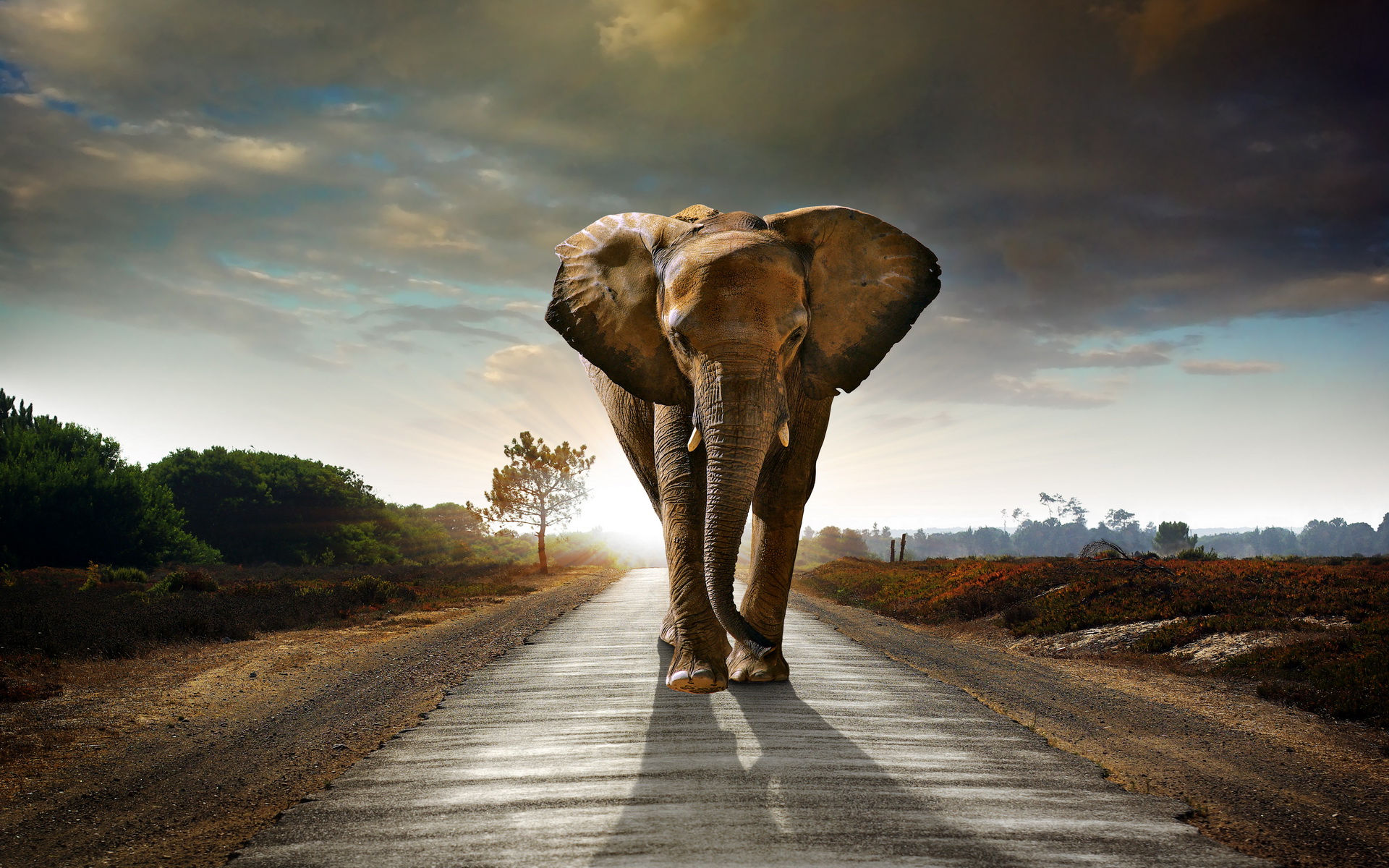 Handy-Wallpaper Afrikanischer Elefant, Elefanten, Manipulation, Tiere kostenlos herunterladen.