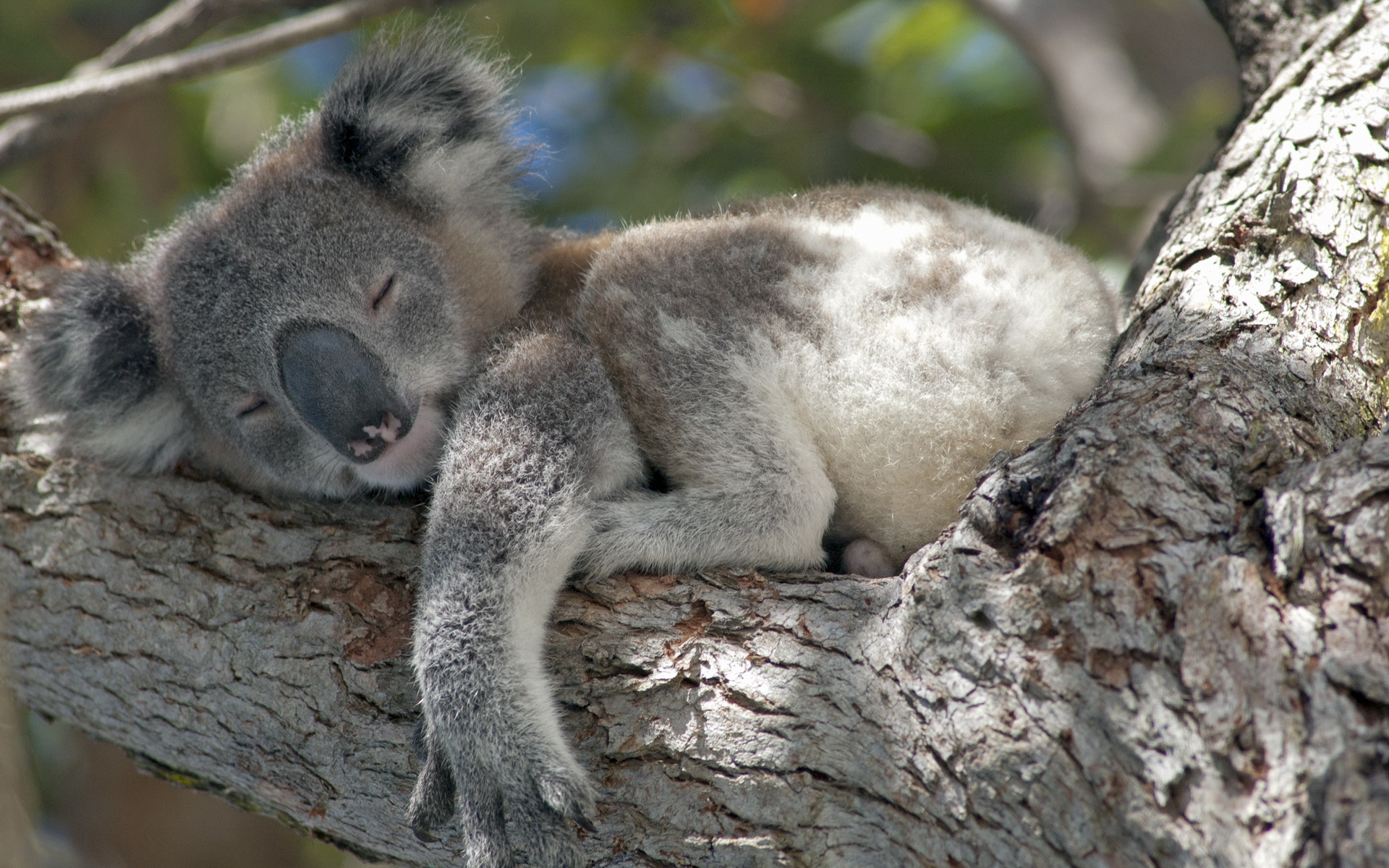 Download mobile wallpaper Animal, Koala for free.