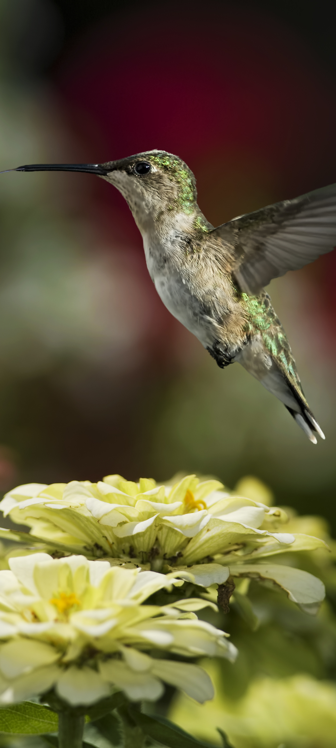 Download mobile wallpaper Birds, Flower, Bird, Animal, Flying, Hummingbird for free.