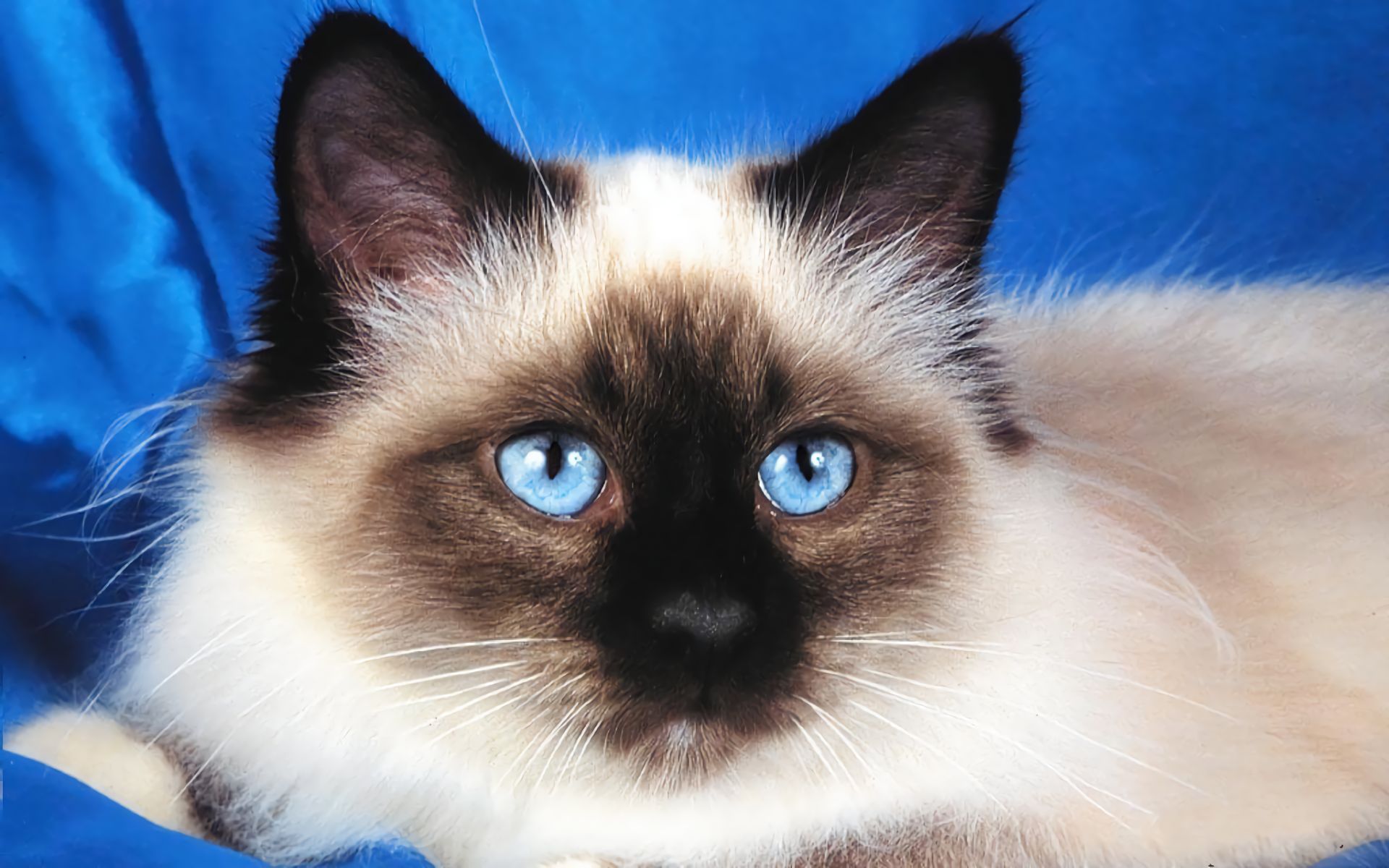 Завантажити шпалери Бірманська Кішка на телефон безкоштовно