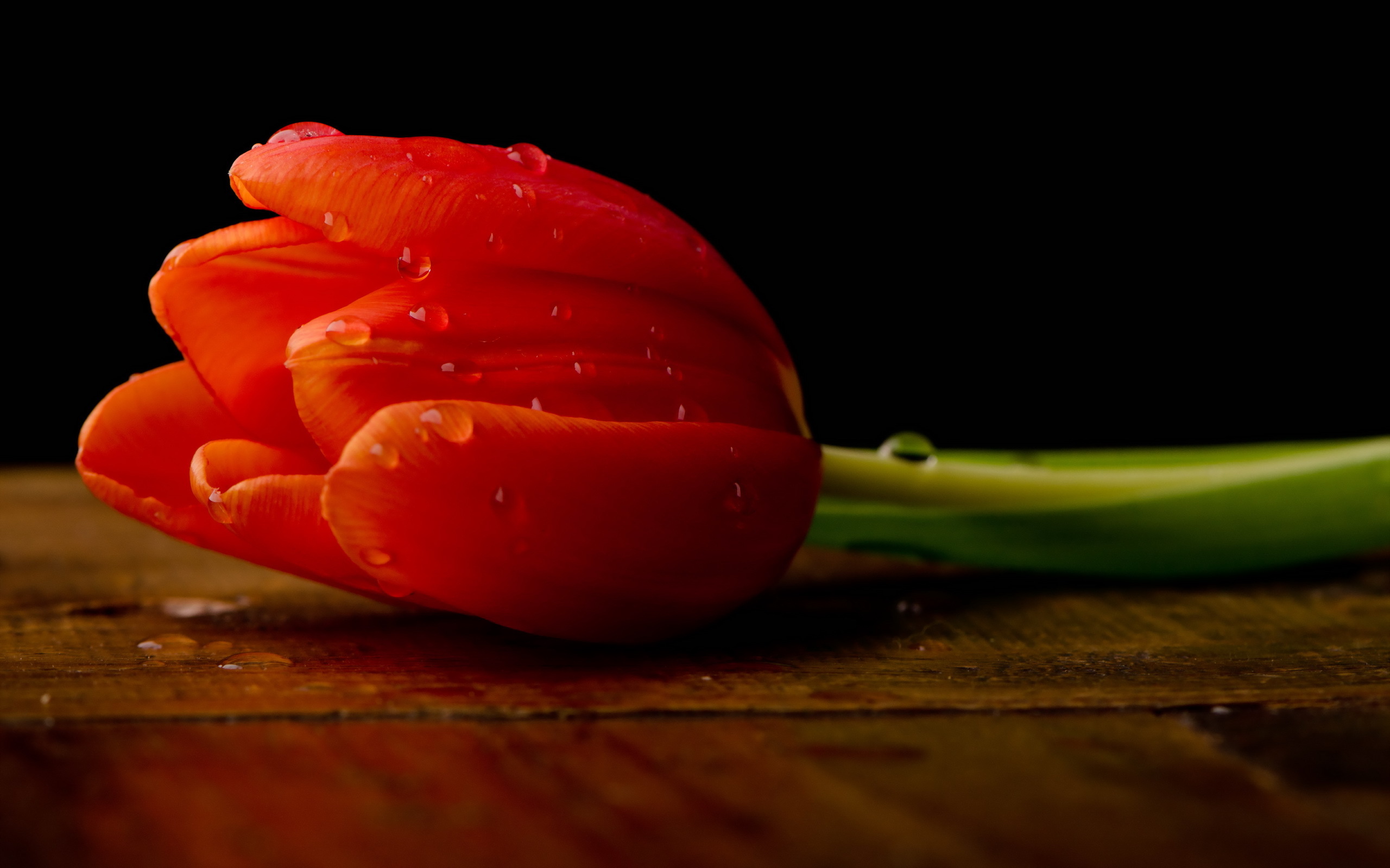 Téléchargez gratuitement l'image Fleurs, Tulipe, Terre/nature sur le bureau de votre PC