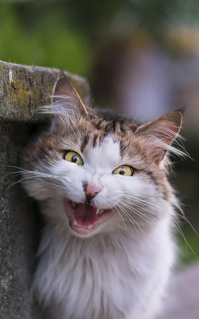 無料モバイル壁紙動物, ネコ, 猫, 見詰めるをダウンロードします。