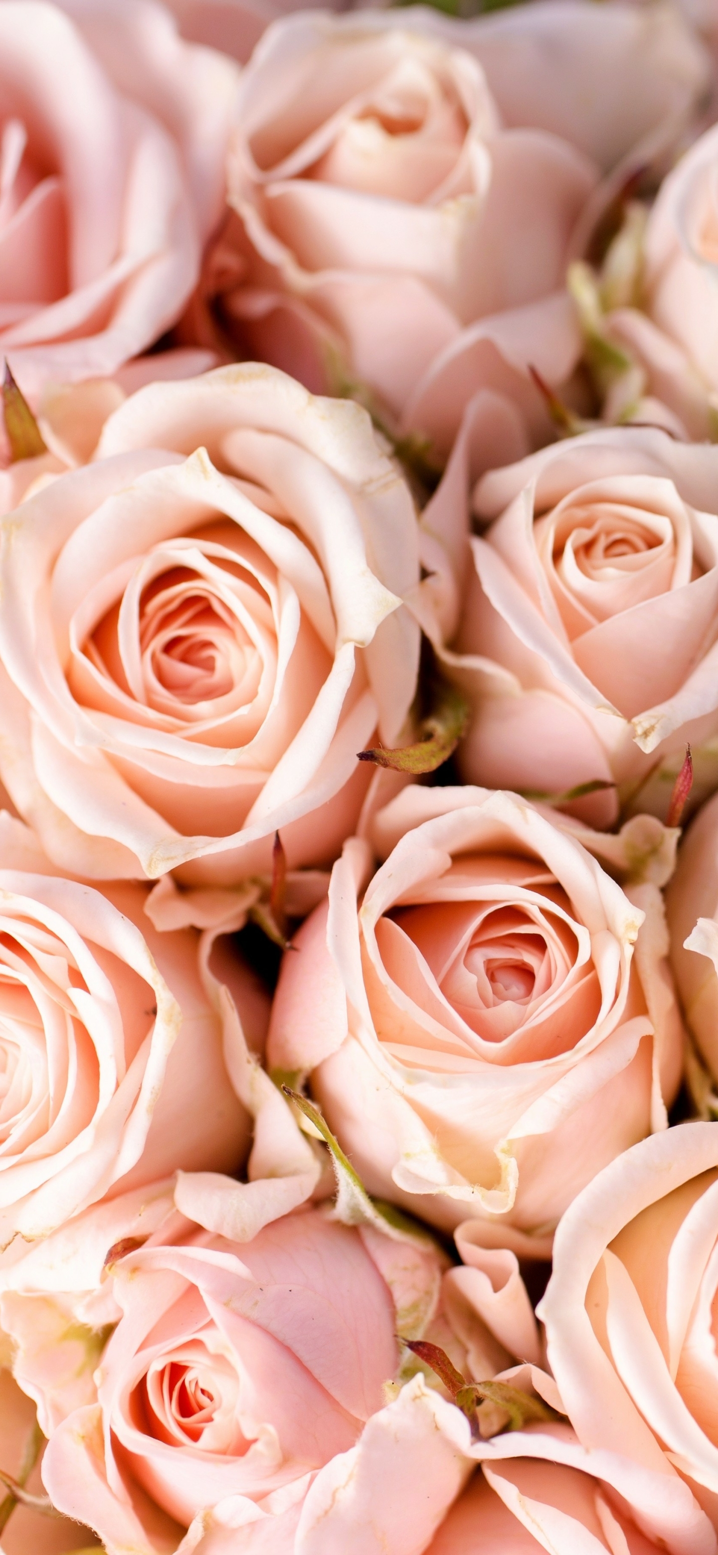 Завантажити шпалери безкоштовно Роза, Земля, Впритул, Рожева Квітка, Рожева Троянда, Флауерзи картинка на робочий стіл ПК