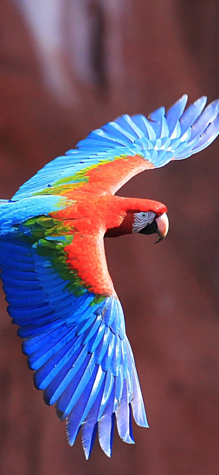 Download mobile wallpaper Birds, Animal, Macaw, Parrot, Red And Green Macaw for free.