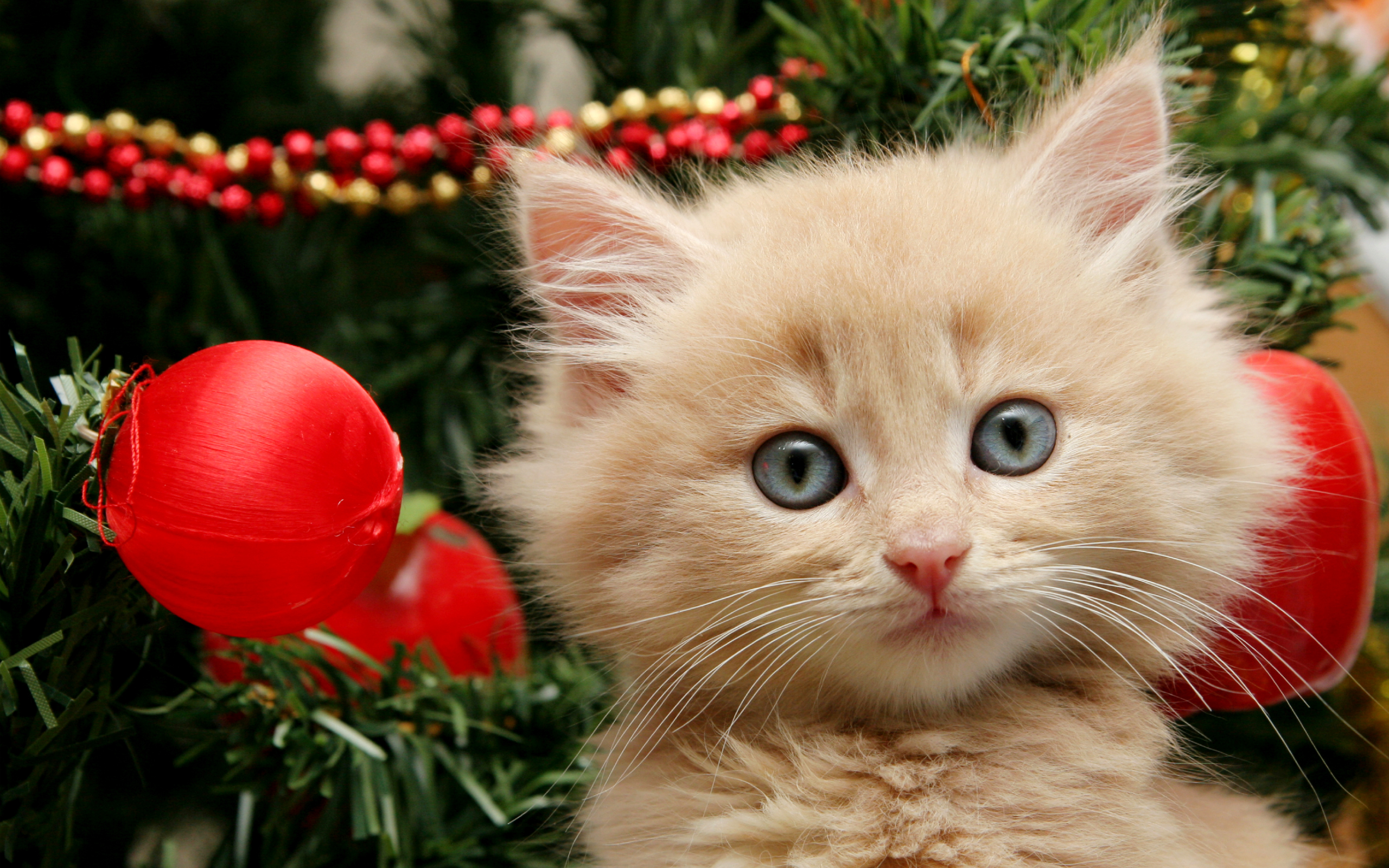 Laden Sie das Tiere, Katzen, Weihnachten, Katze, Kätzchen, Weihnachtsschmuck-Bild kostenlos auf Ihren PC-Desktop herunter