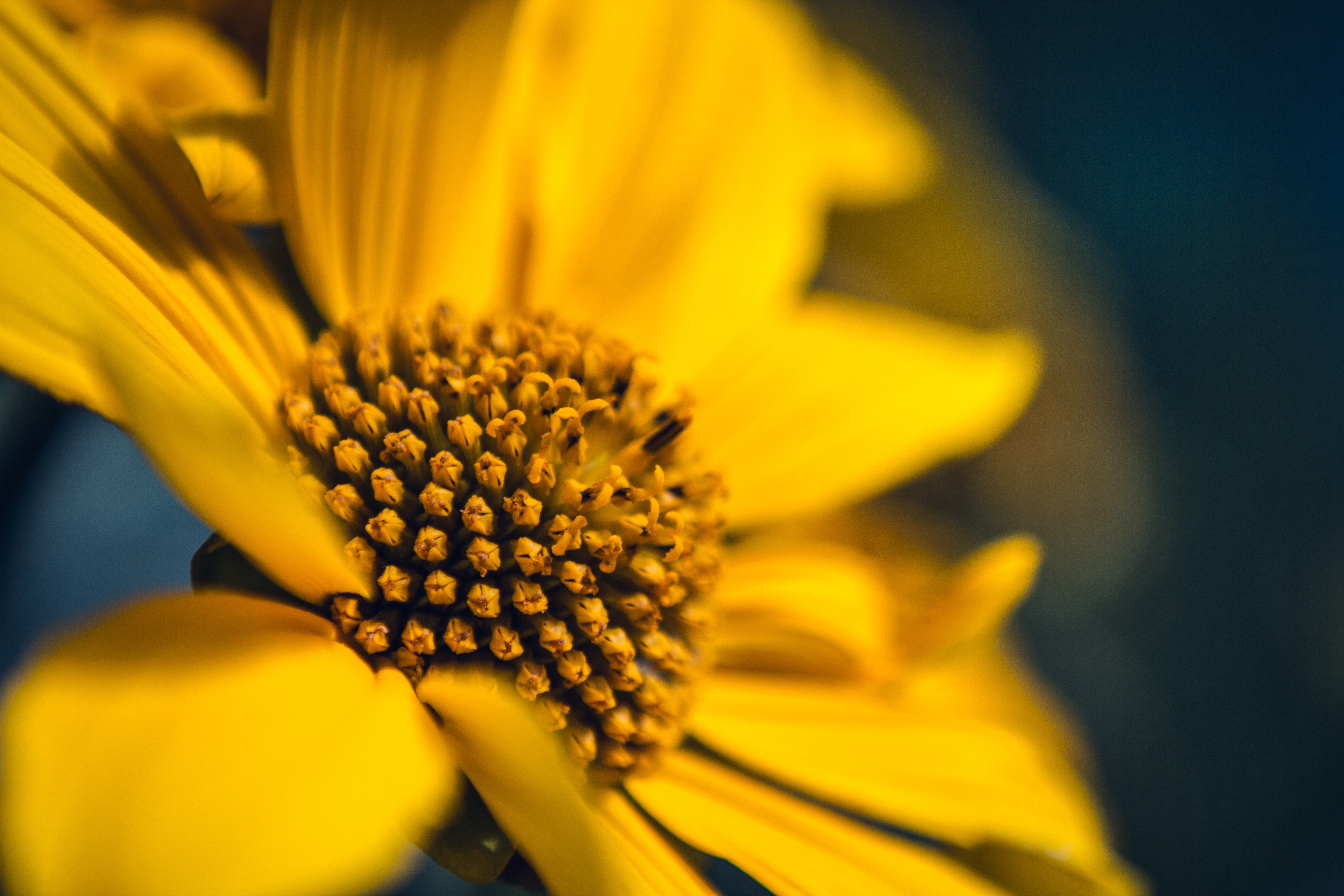 Free download wallpaper Macro, Sunflower, Petals, Flower on your PC desktop