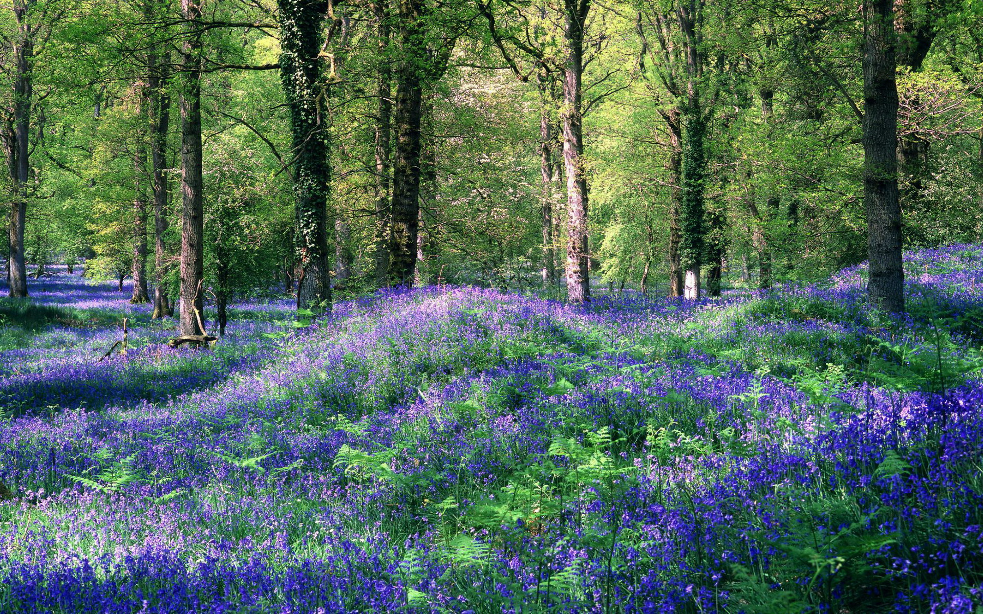 Téléchargez gratuitement l'image Forêt, Terre/nature sur le bureau de votre PC