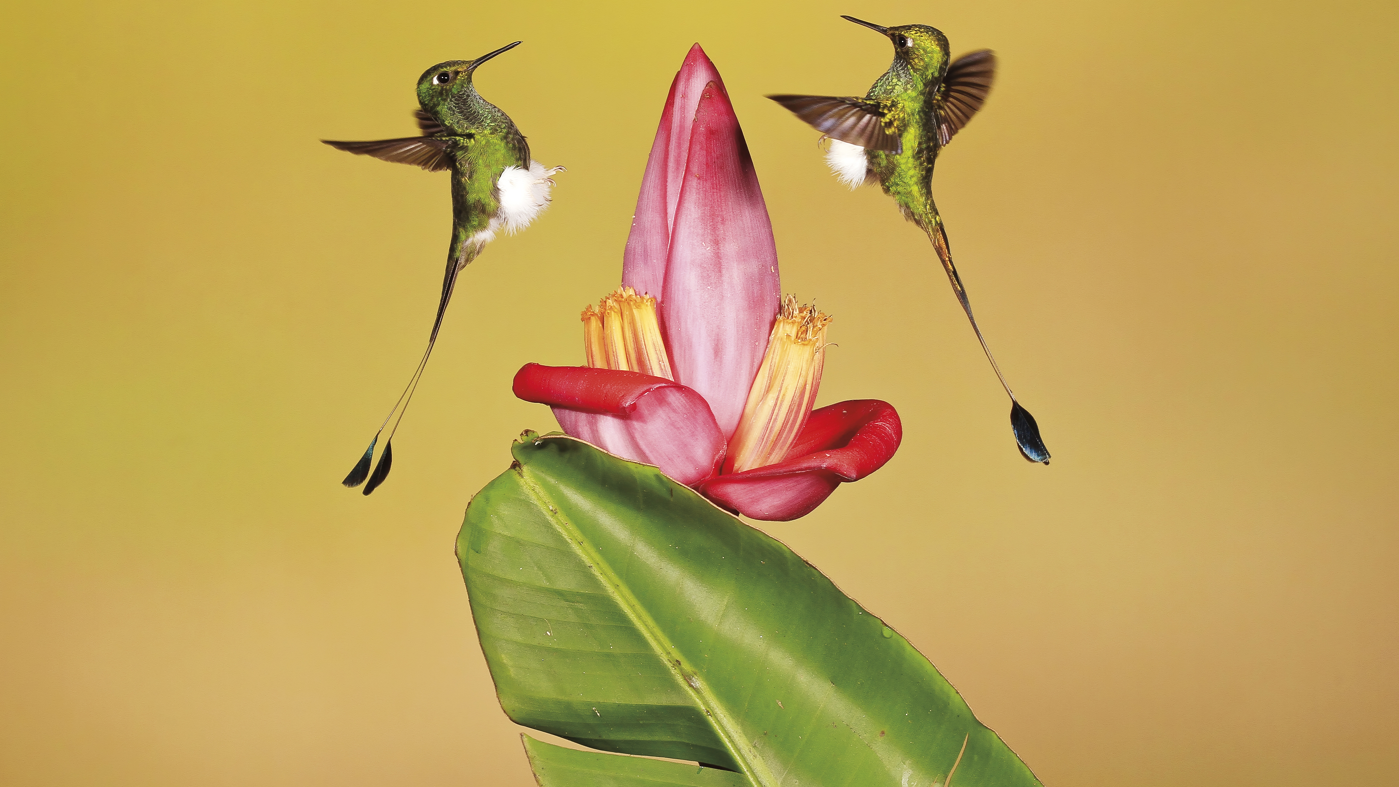 Baixar papel de parede para celular de Beija Flor, Aves, Animais gratuito.
