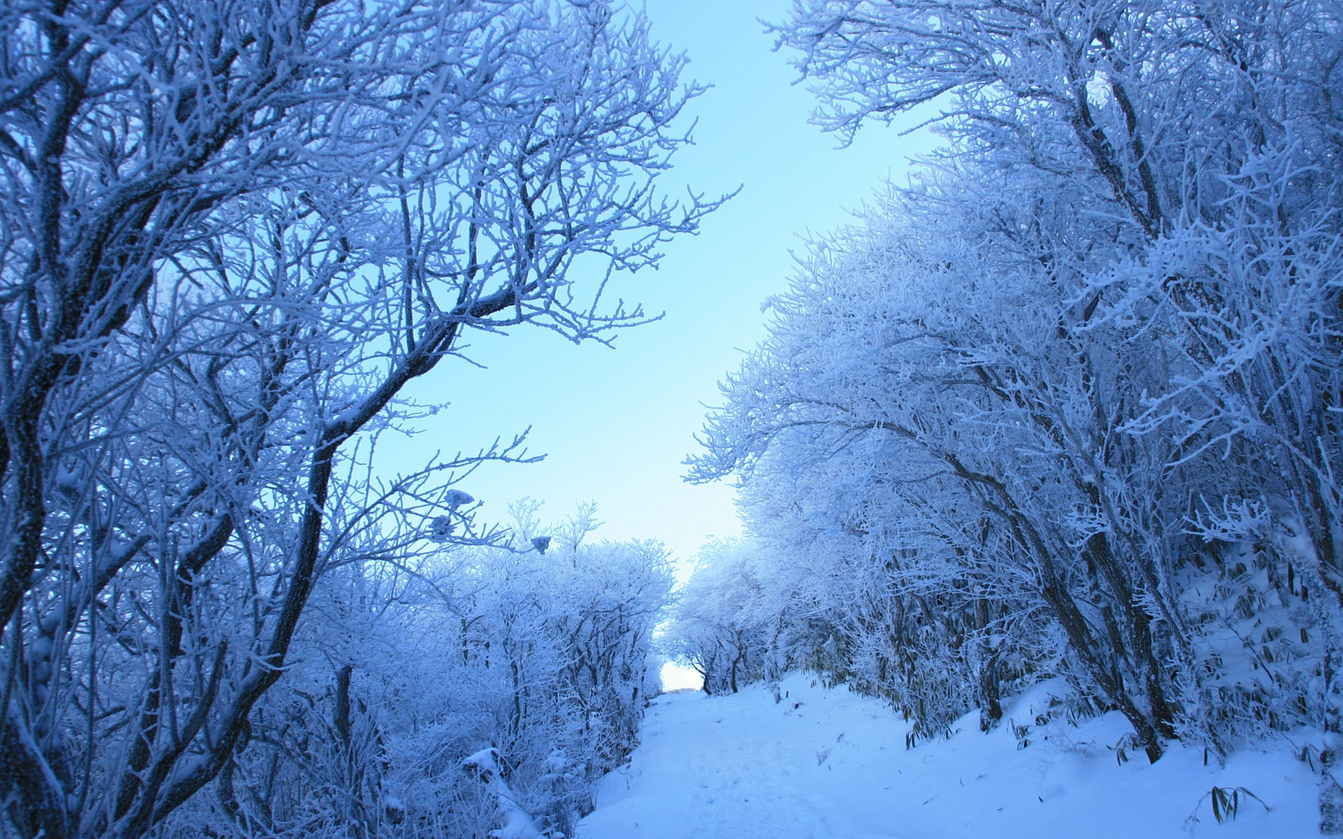 Baixar papel de parede para celular de Inverno, Terra/natureza gratuito.