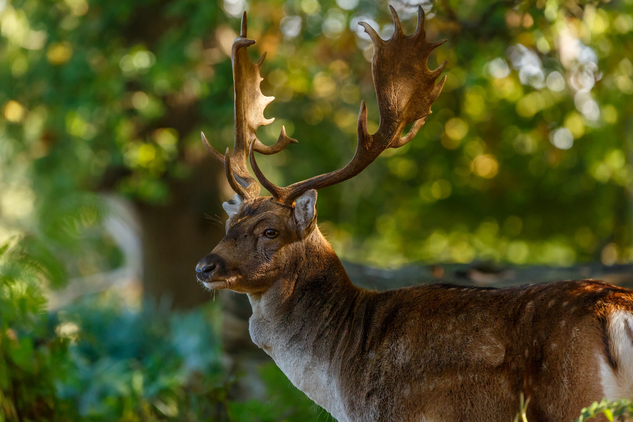 Téléchargez gratuitement l'image Animaux, Cerf, Bokeh, Profondeur De Champ sur le bureau de votre PC