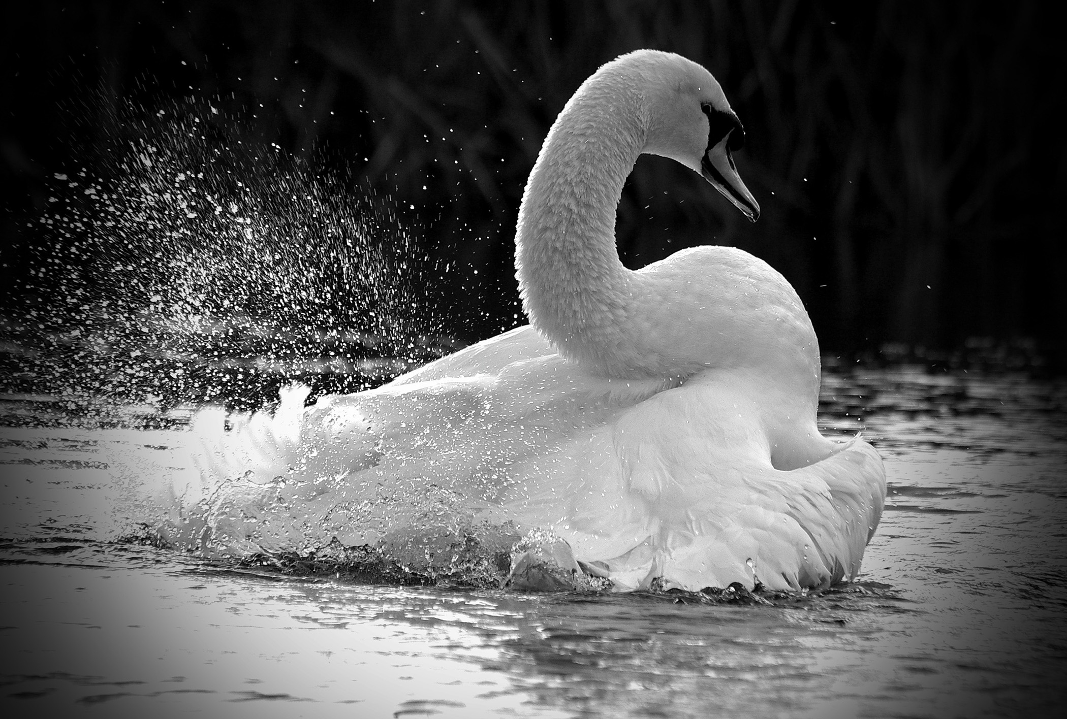 Handy-Wallpaper Höckerschwan, Vögel, Tiere kostenlos herunterladen.