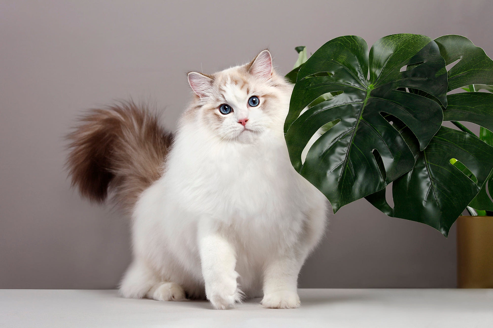 Free download wallpaper Cats, Cat, Animal, Ragdoll on your PC desktop