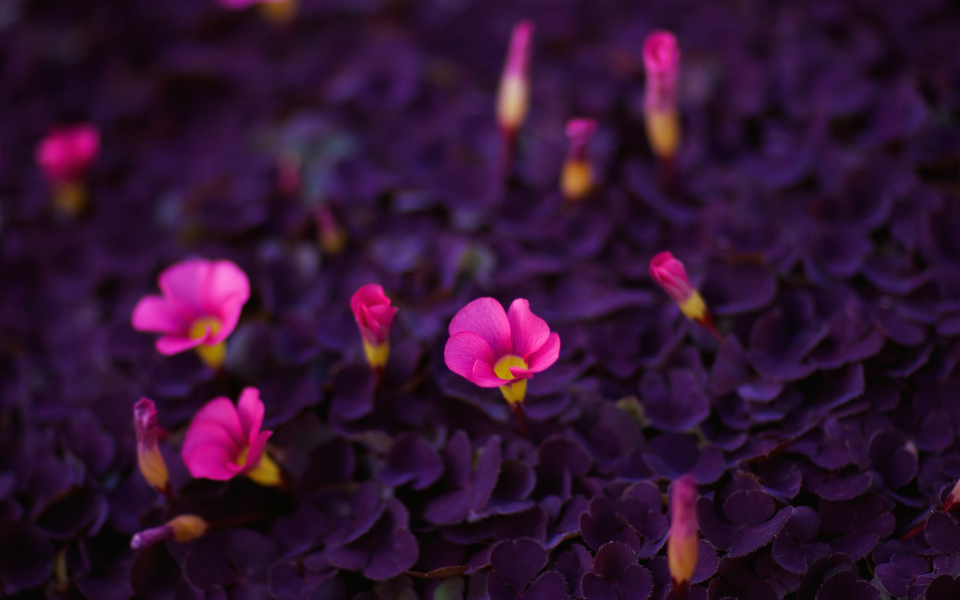 Descarga gratuita de fondo de pantalla para móvil de Flores, Flor, Tierra/naturaleza.