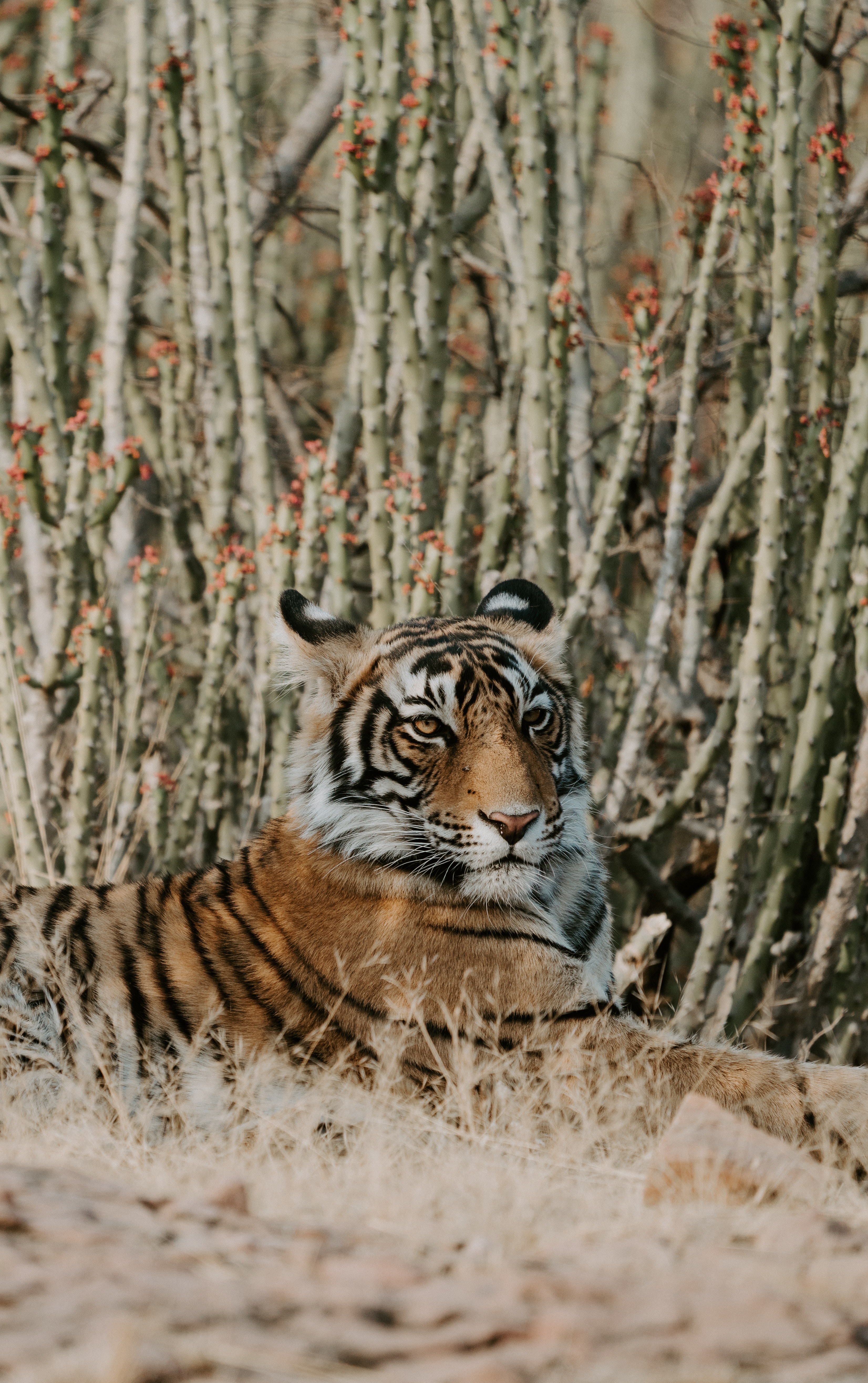 128581 descargar imagen animales, mentiras, depredador, gato grande, tigre: fondos de pantalla y protectores de pantalla gratis