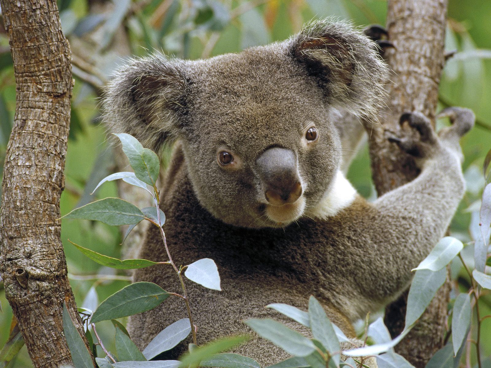 531923 baixar papel de parede animais, coala - protetores de tela e imagens gratuitamente