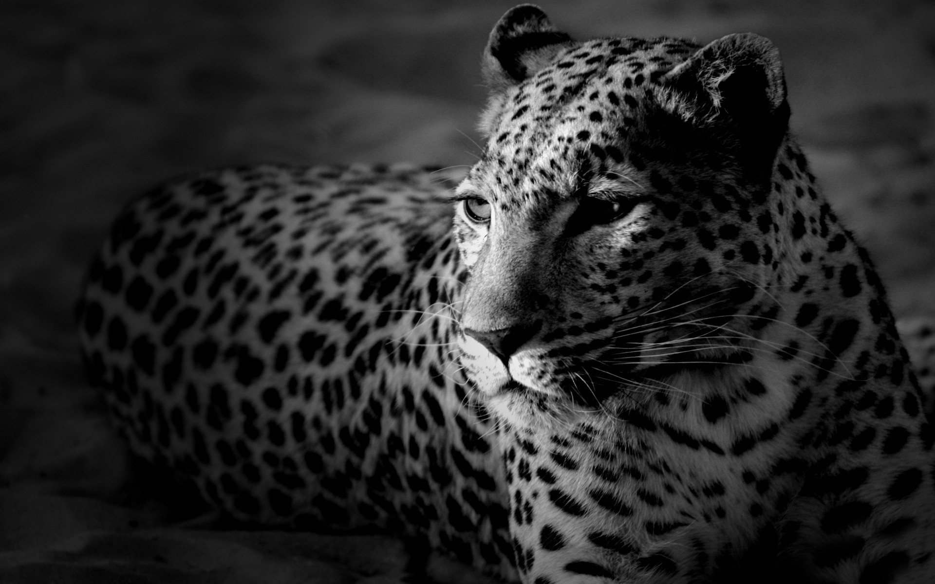 171866 завантажити картинку коти, тварина, леопард, ягуар - шпалери і заставки безкоштовно
