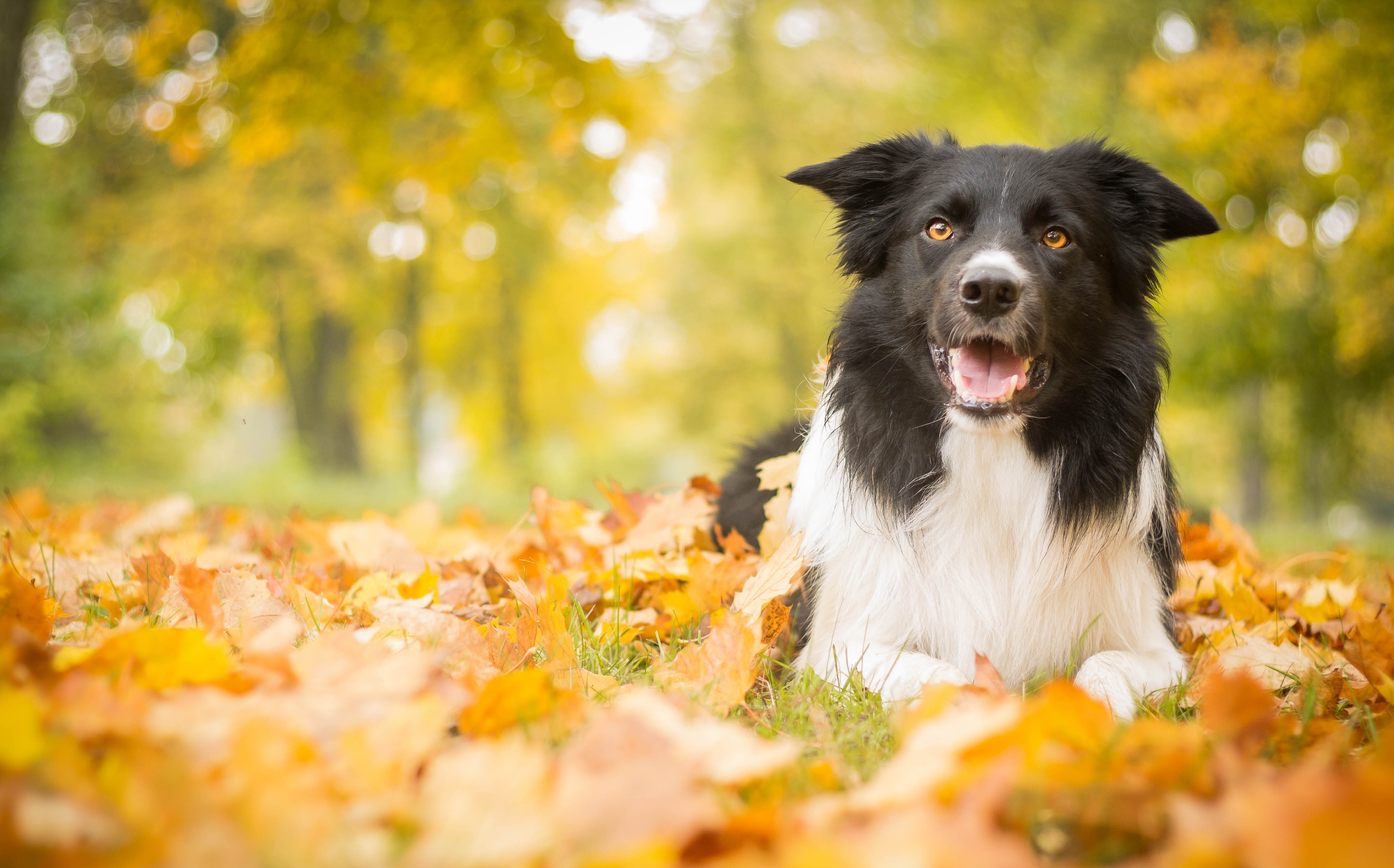 autumn, animals, leaves, lies, dog HD wallpaper