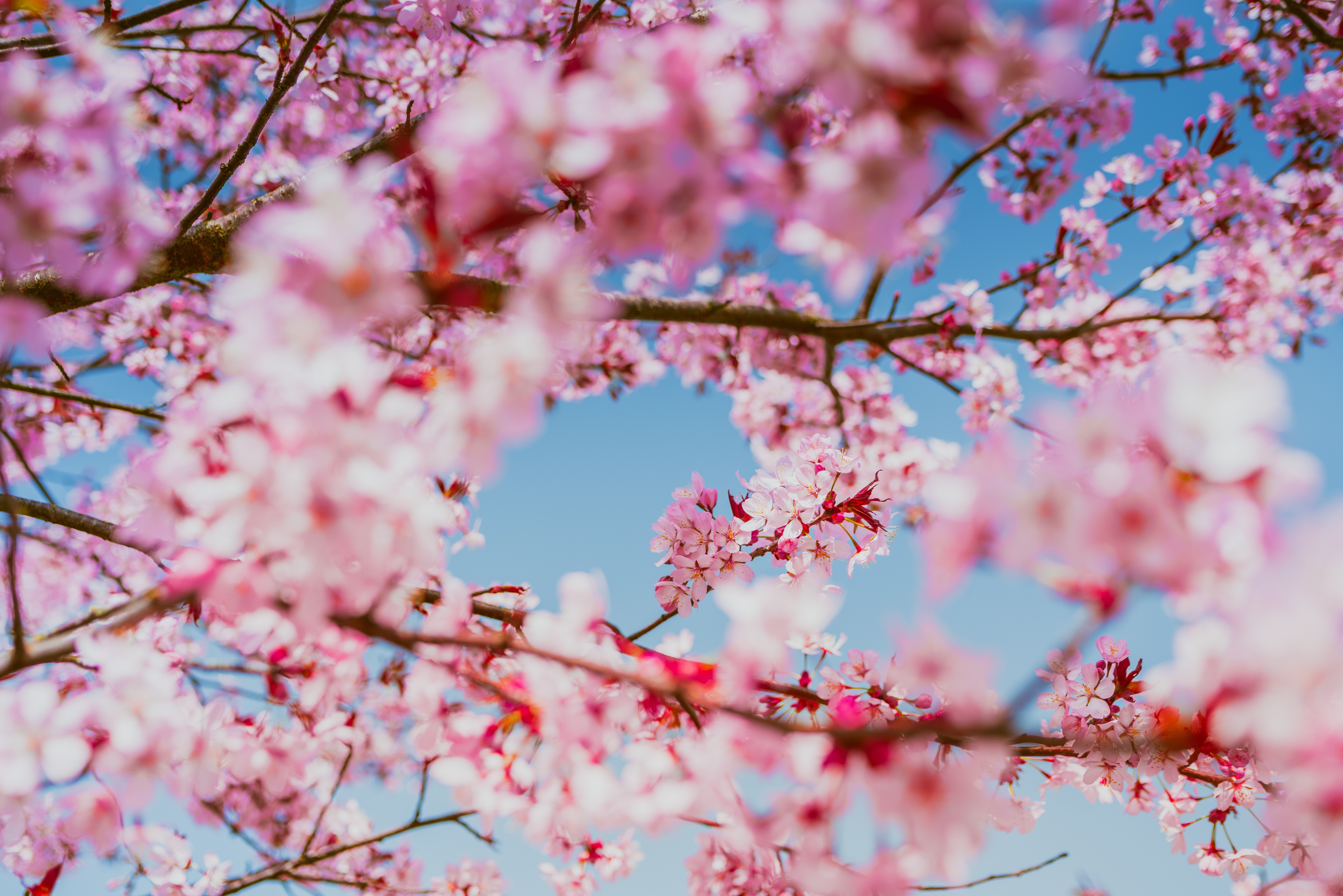 Laden Sie das Zweig, Frühling, Blüte, Erde/natur, Pinke Blume-Bild kostenlos auf Ihren PC-Desktop herunter