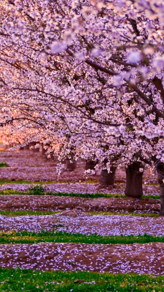 Descarga gratuita de fondo de pantalla para móvil de Naturaleza, Flores, Flor Rosa, Árbol, Florecer, Primavera, Tierra/naturaleza, Arbolado.