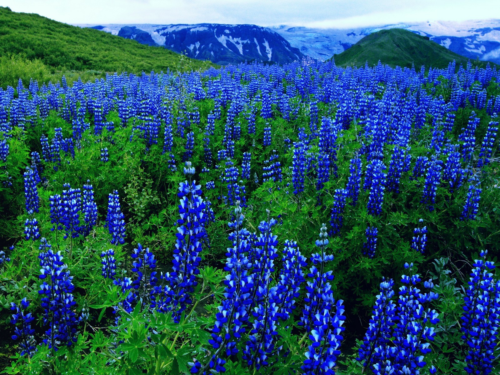 Handy-Wallpaper Blume, Feld, Lupinen, Erde/natur, Blaue Blume kostenlos herunterladen.