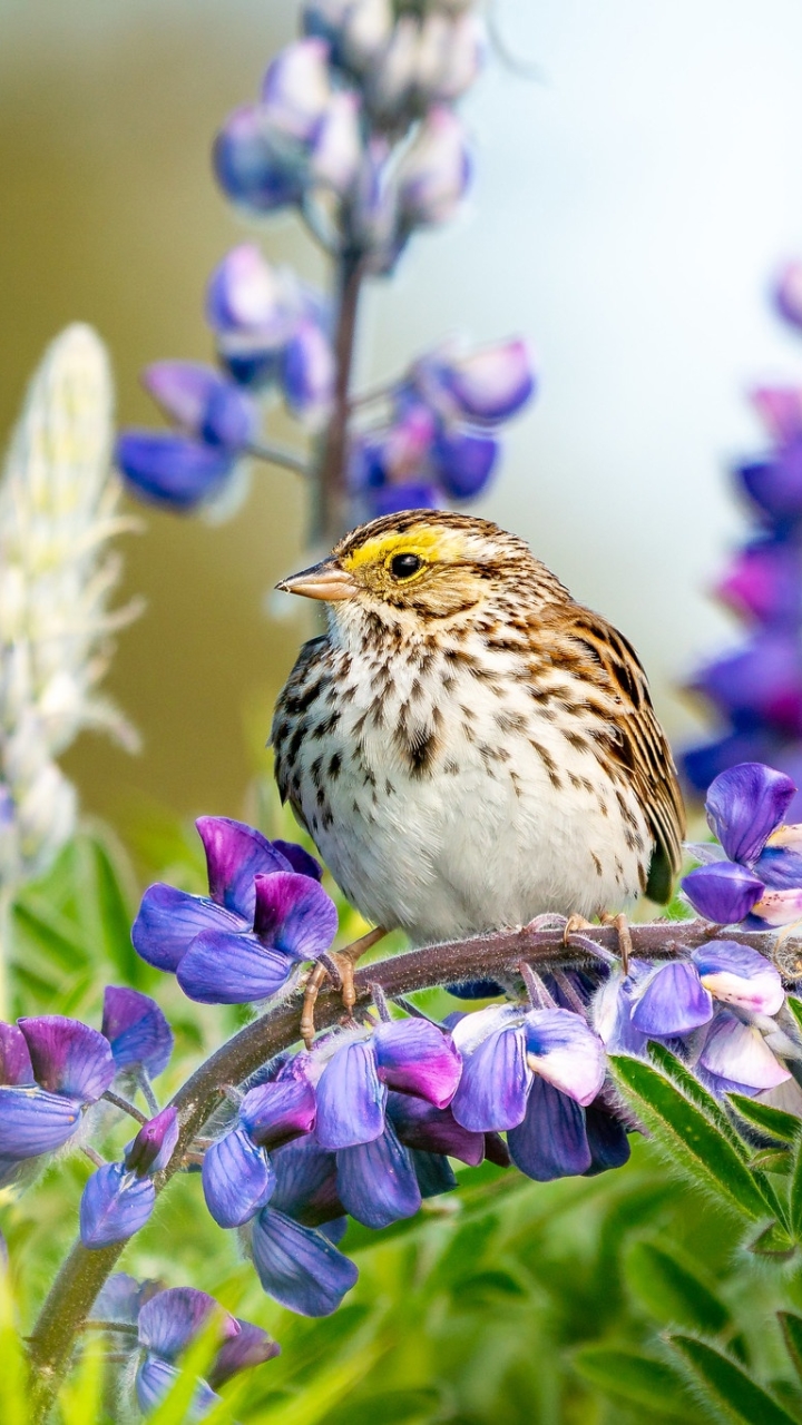 Download mobile wallpaper Birds, Flower, Bird, Animal, Lupine for free.