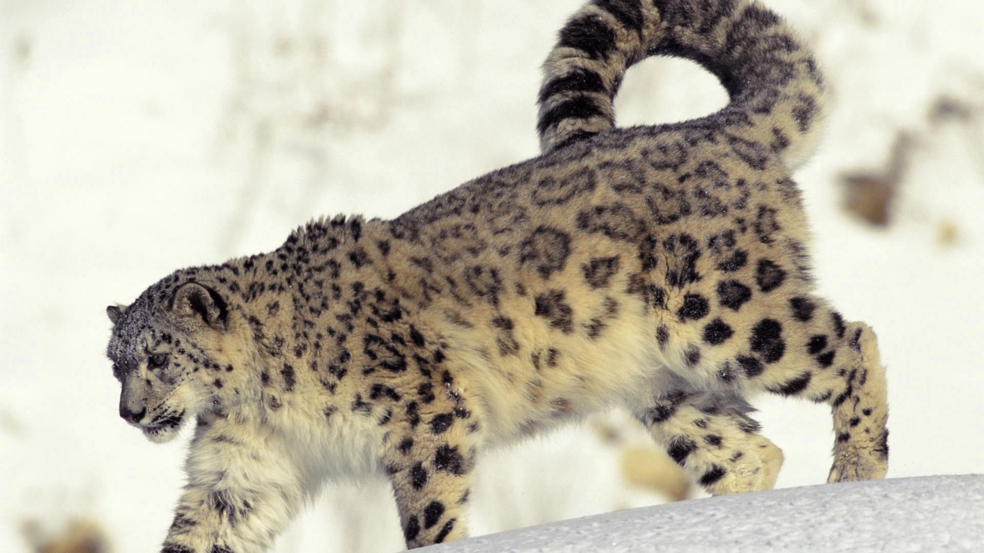 112787 télécharger le fond d'écran animaux, snow leopard, neige, prédateur, gros chat, fauve, flâner, promenade - économiseurs d'écran et images gratuitement
