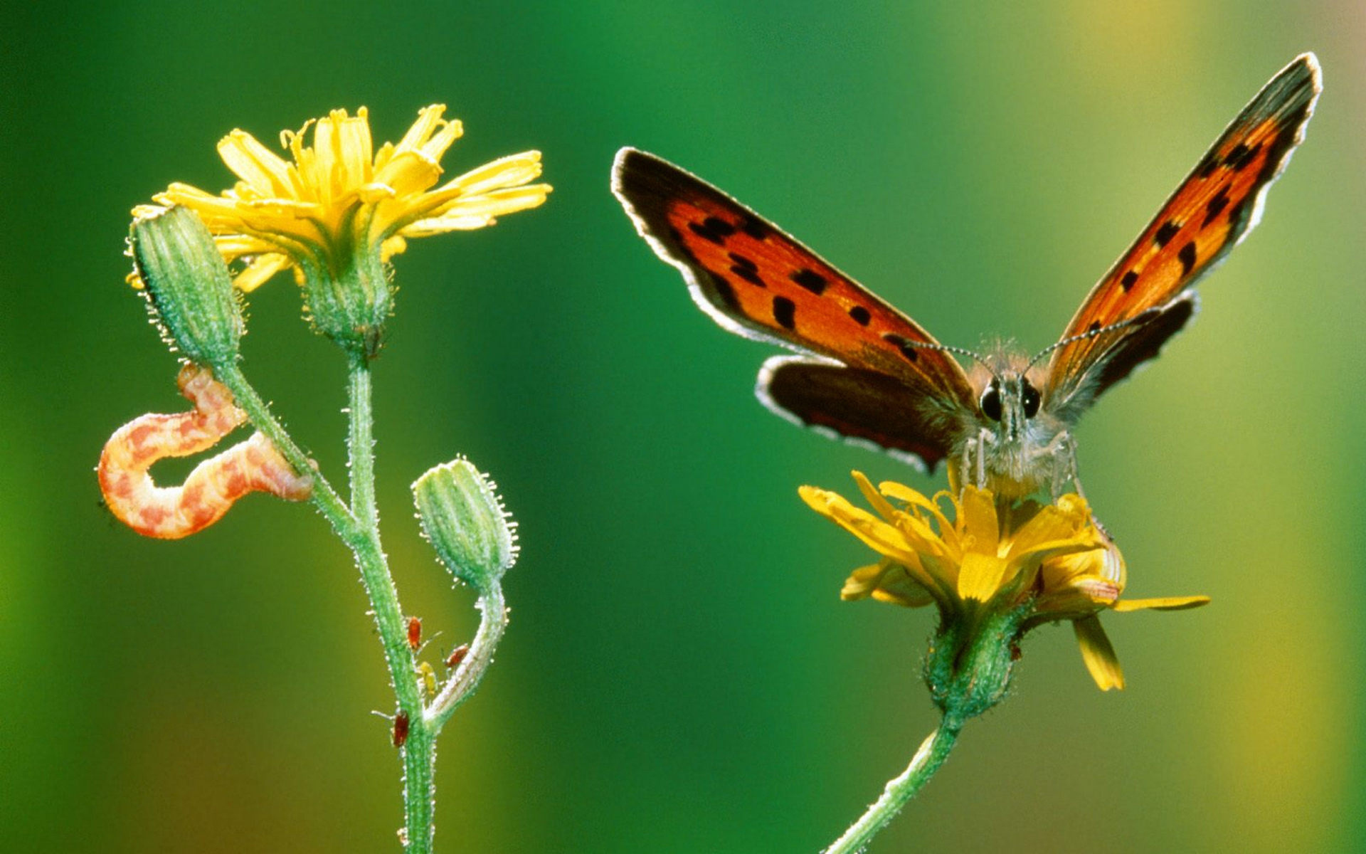 1920 x 1080 picture butterflies, insects, green