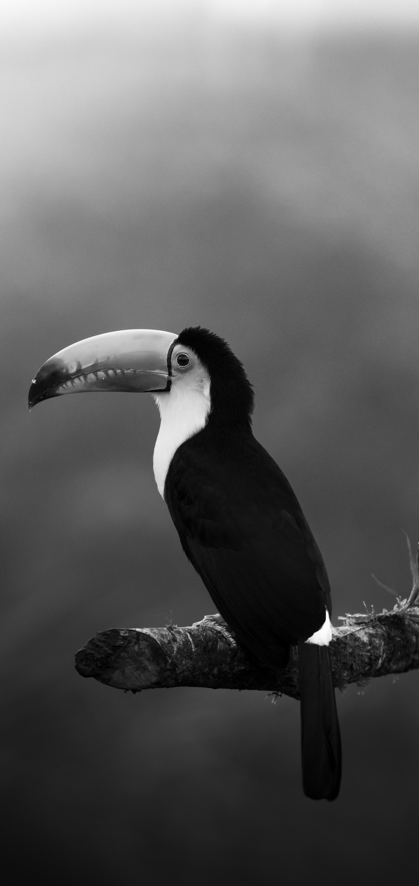 Download mobile wallpaper Birds, Bird, Animal, Toucan, Black & White for free.