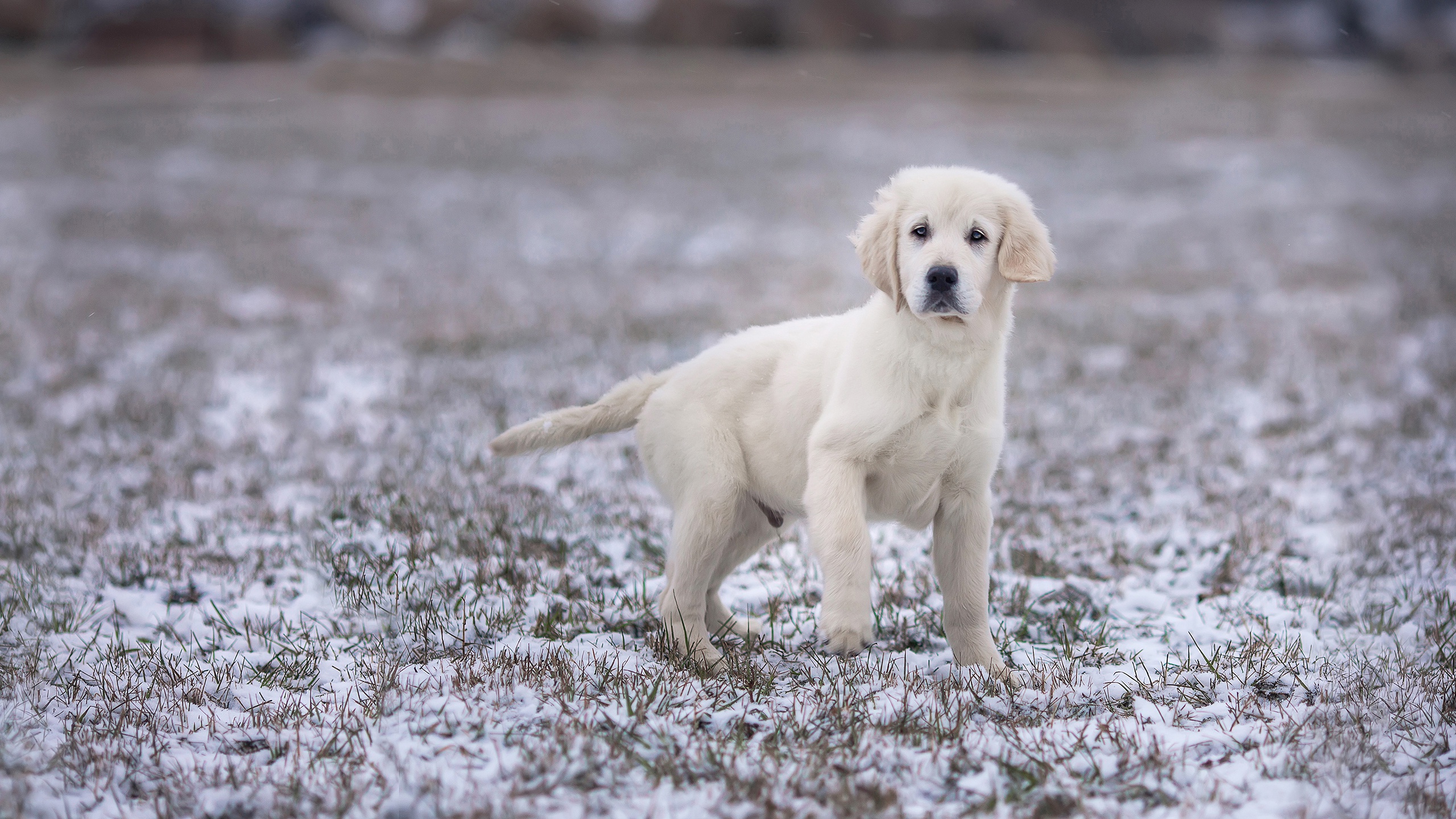 Download mobile wallpaper Winter, Dogs, Dog, Animal, Puppy, Labrador Retriever, Baby Animal for free.