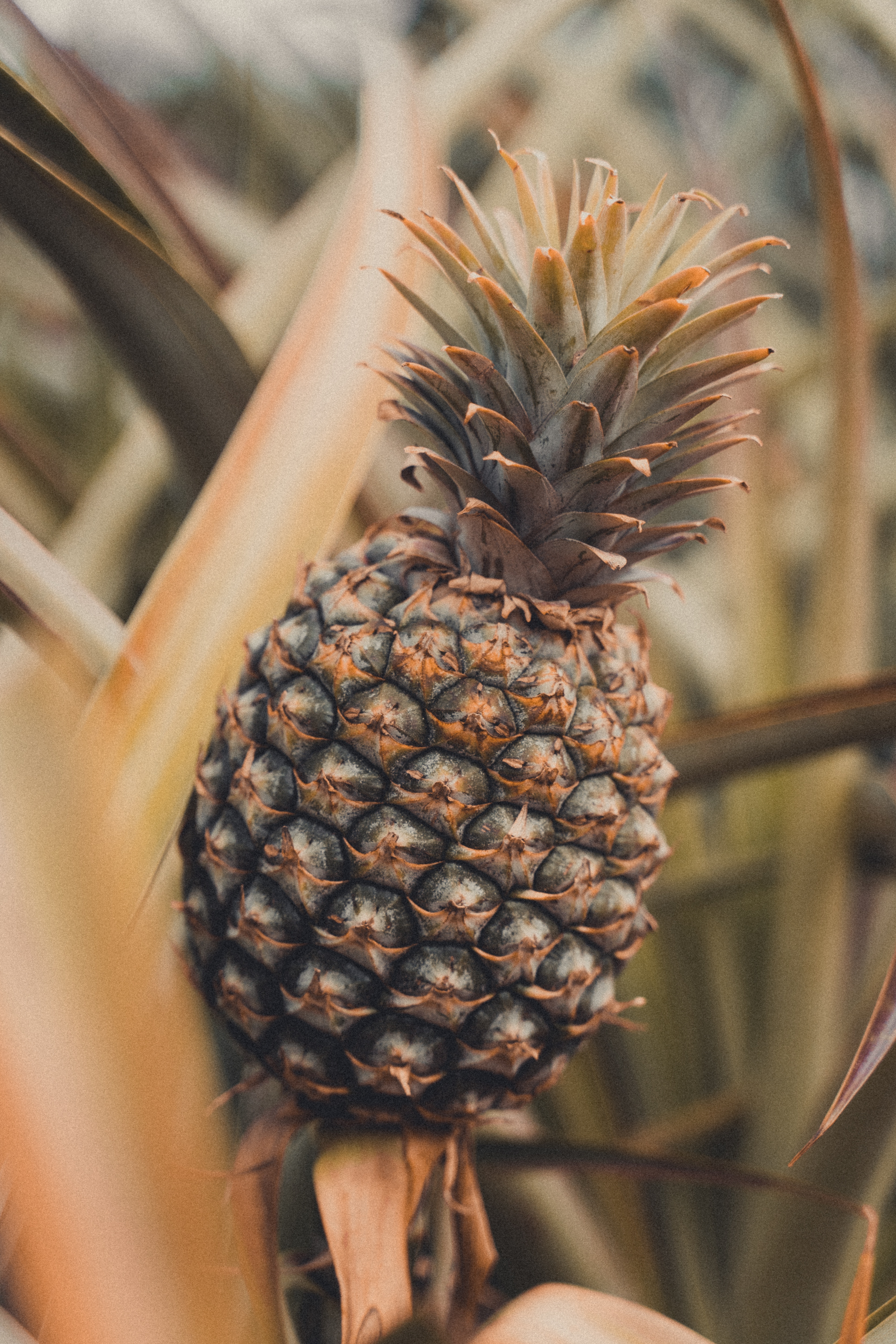Free download wallpaper Pineapple, Food, Plant, Tropical, Leaves, Fruit on your PC desktop
