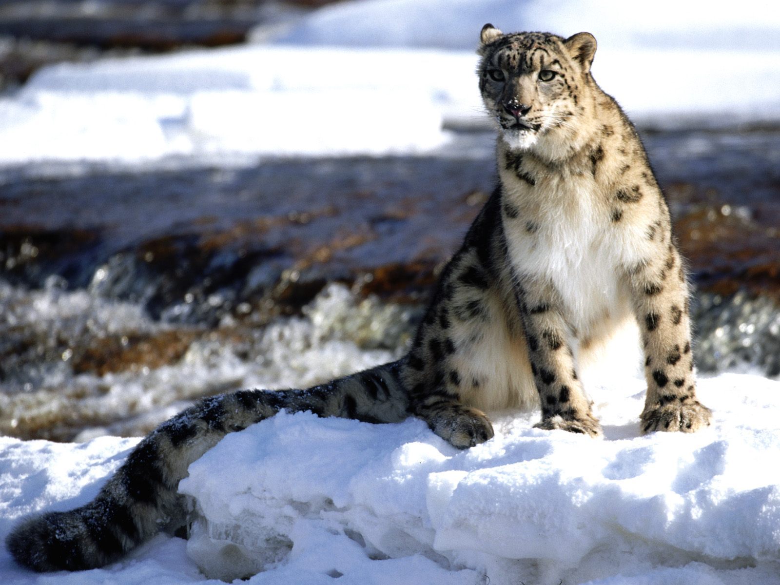 snow leopard, animals, winter, snow 2160p
