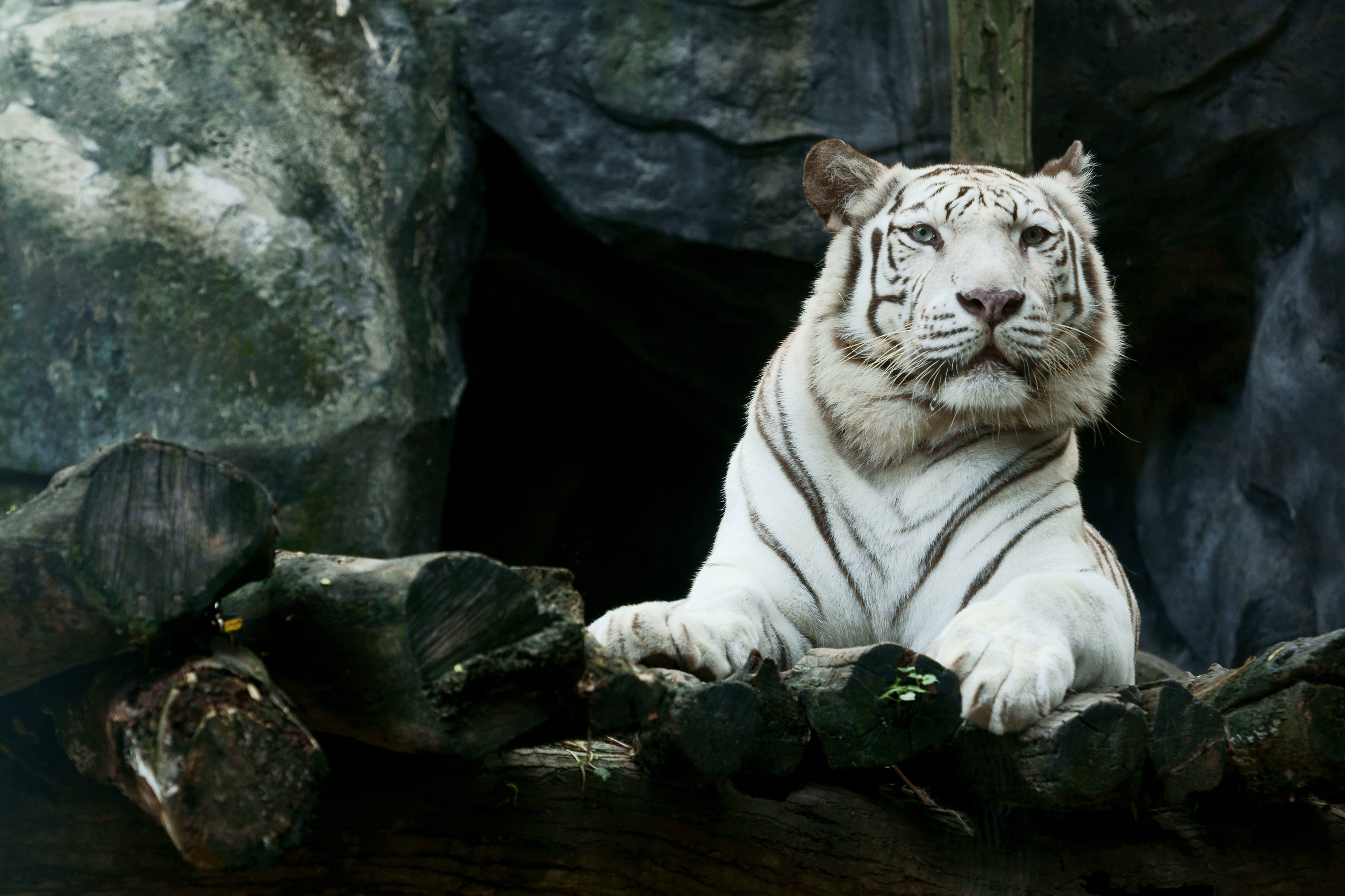 Descarga gratuita de fondo de pantalla para móvil de Animales, Gatos, Tigre Blanco.