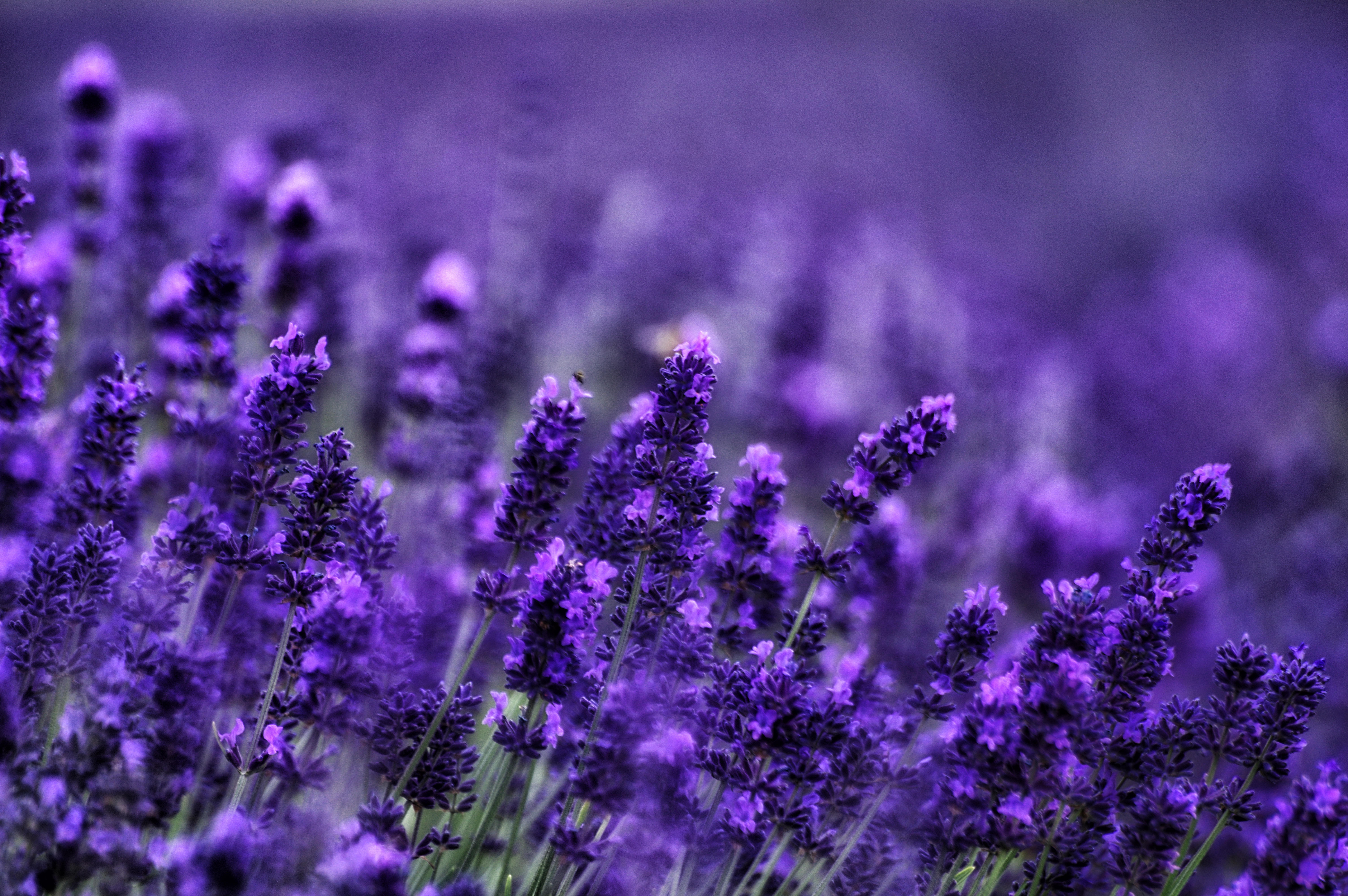 Download mobile wallpaper Flowers, Flower, Macro, Blur, Earth, Lavender, Purple Flower for free.