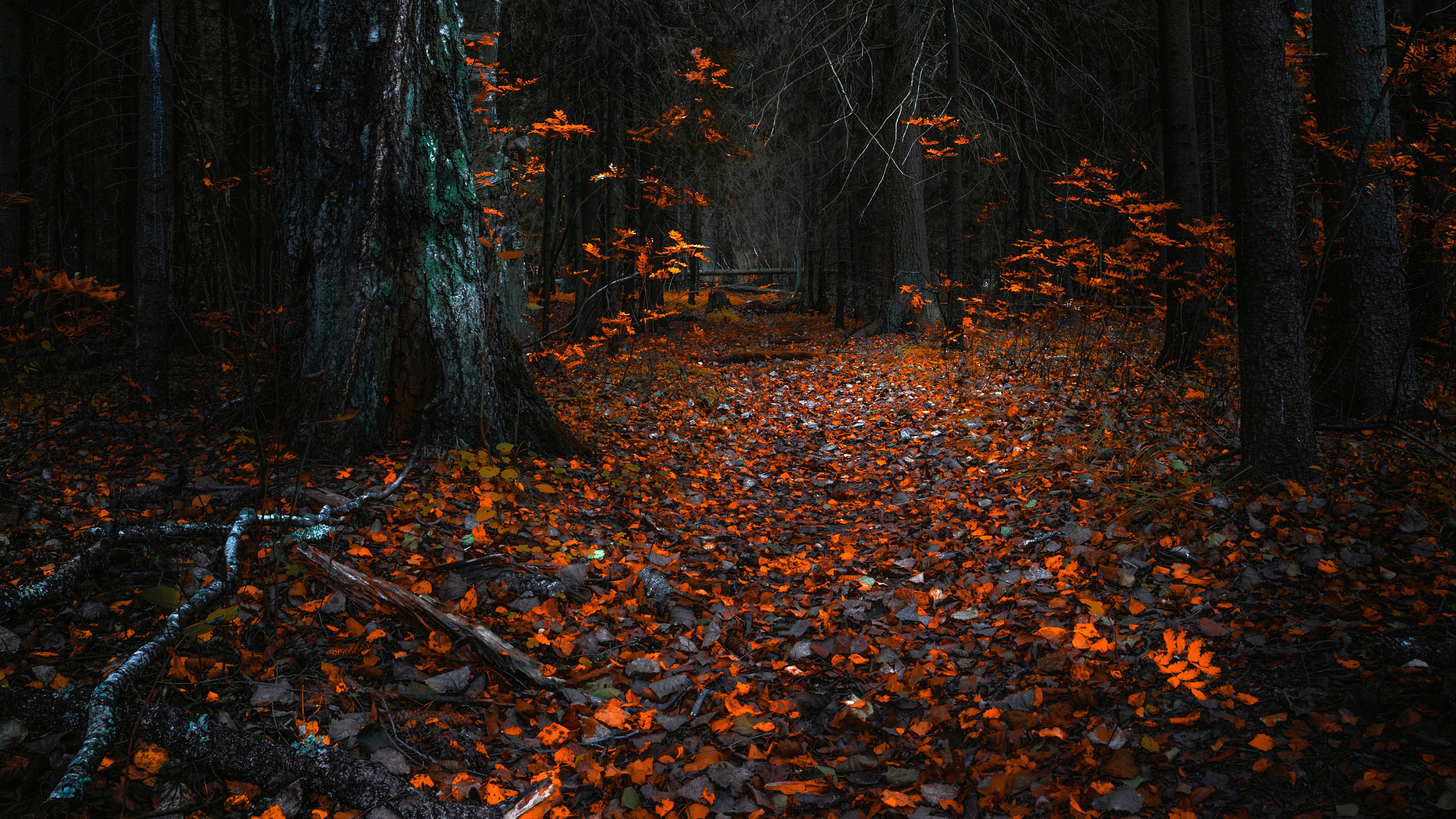 Descarga gratuita de fondo de pantalla para móvil de Bosque, Tierra/naturaleza.