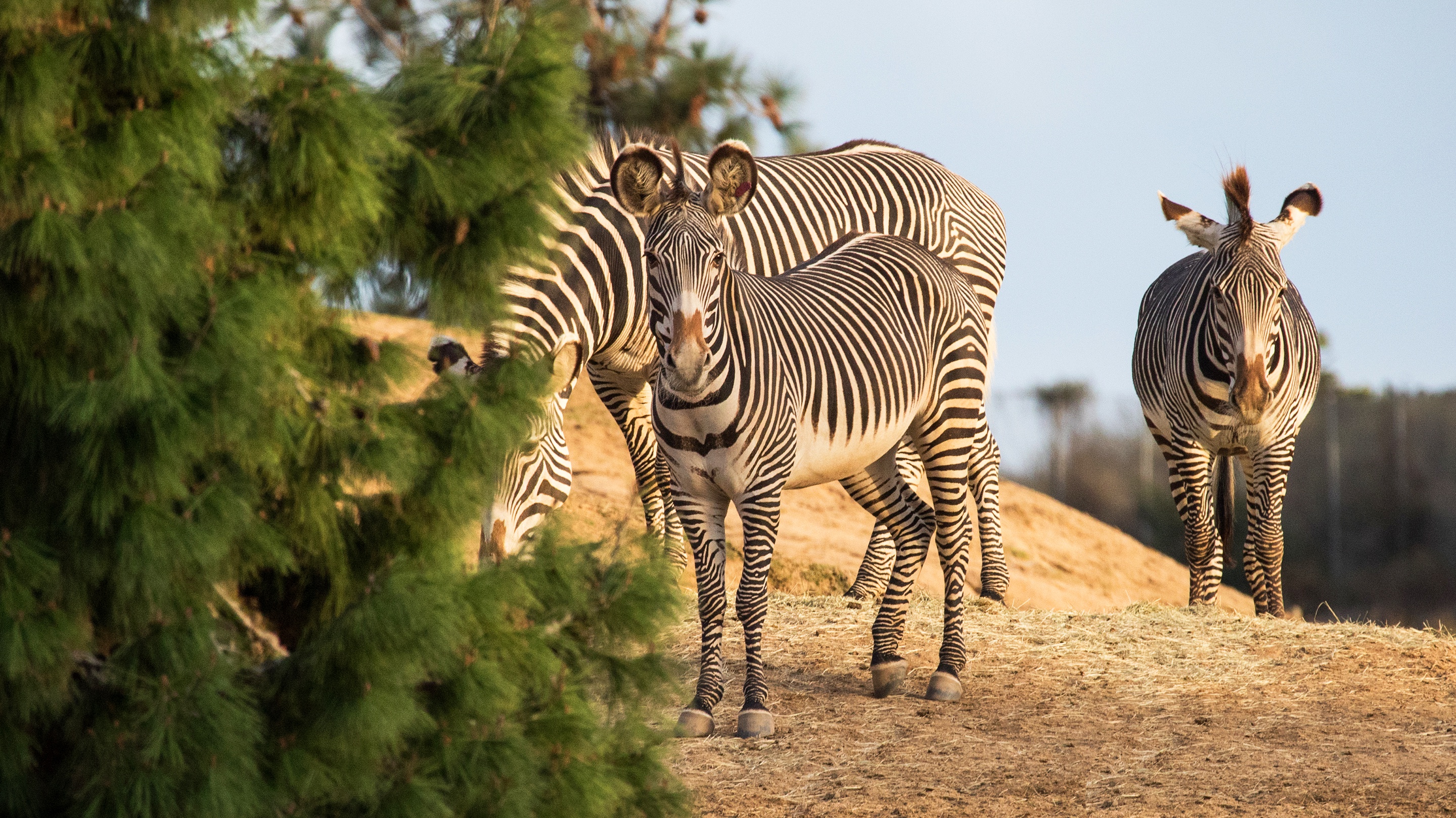 Laden Sie das Tiere, Zebra-Bild kostenlos auf Ihren PC-Desktop herunter