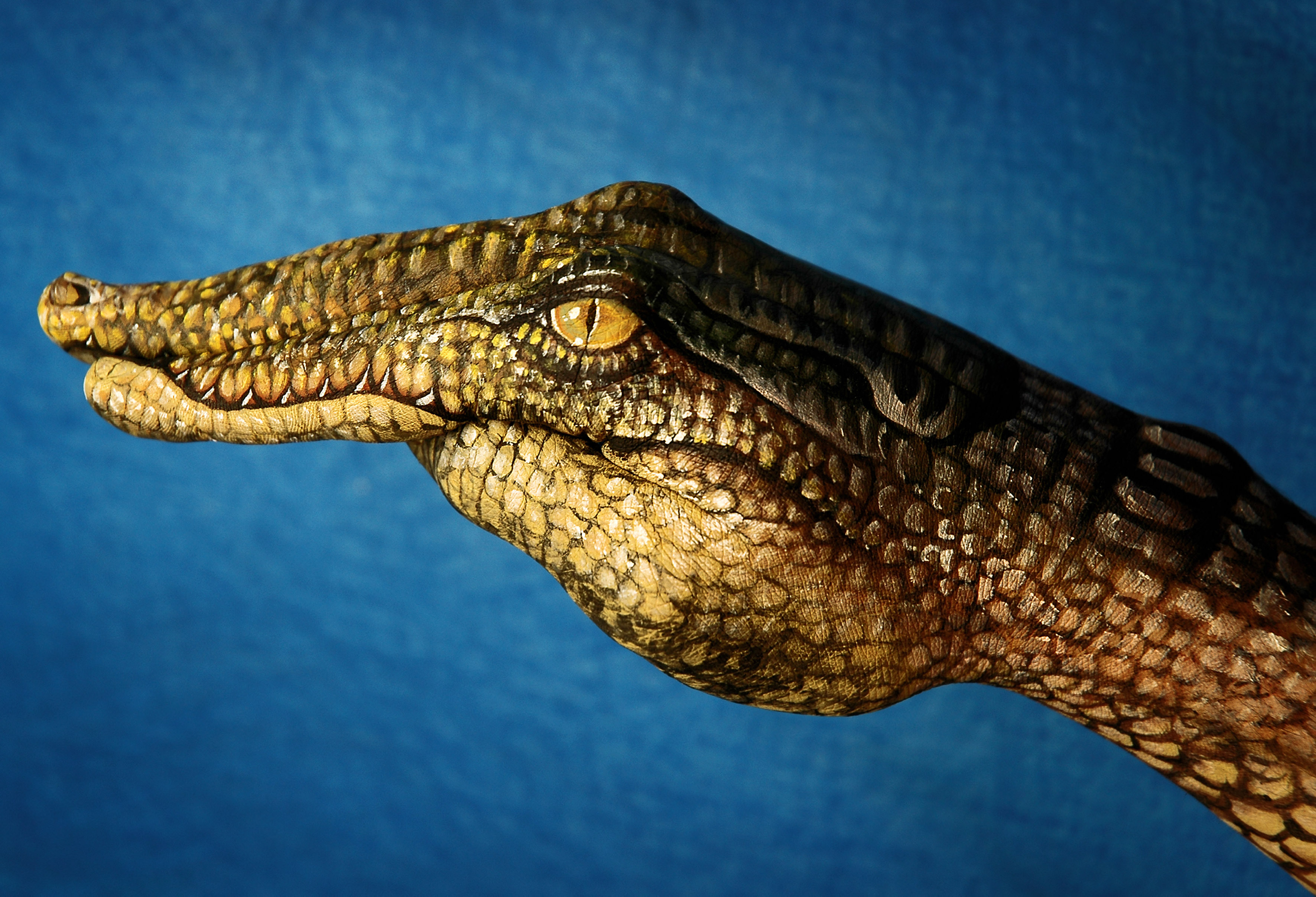 Handy-Wallpaper Hand, Fotografie, Krokodil kostenlos herunterladen.