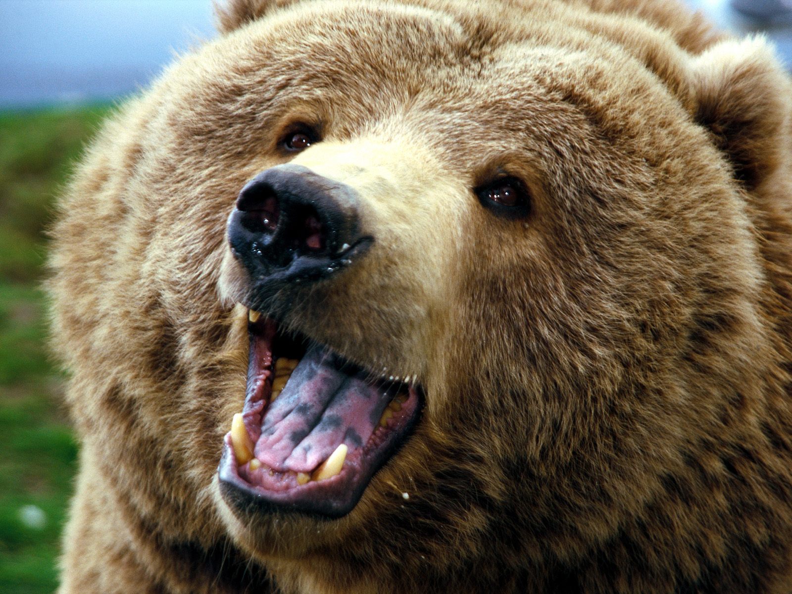 Download mobile wallpaper Bear, Animal for free.