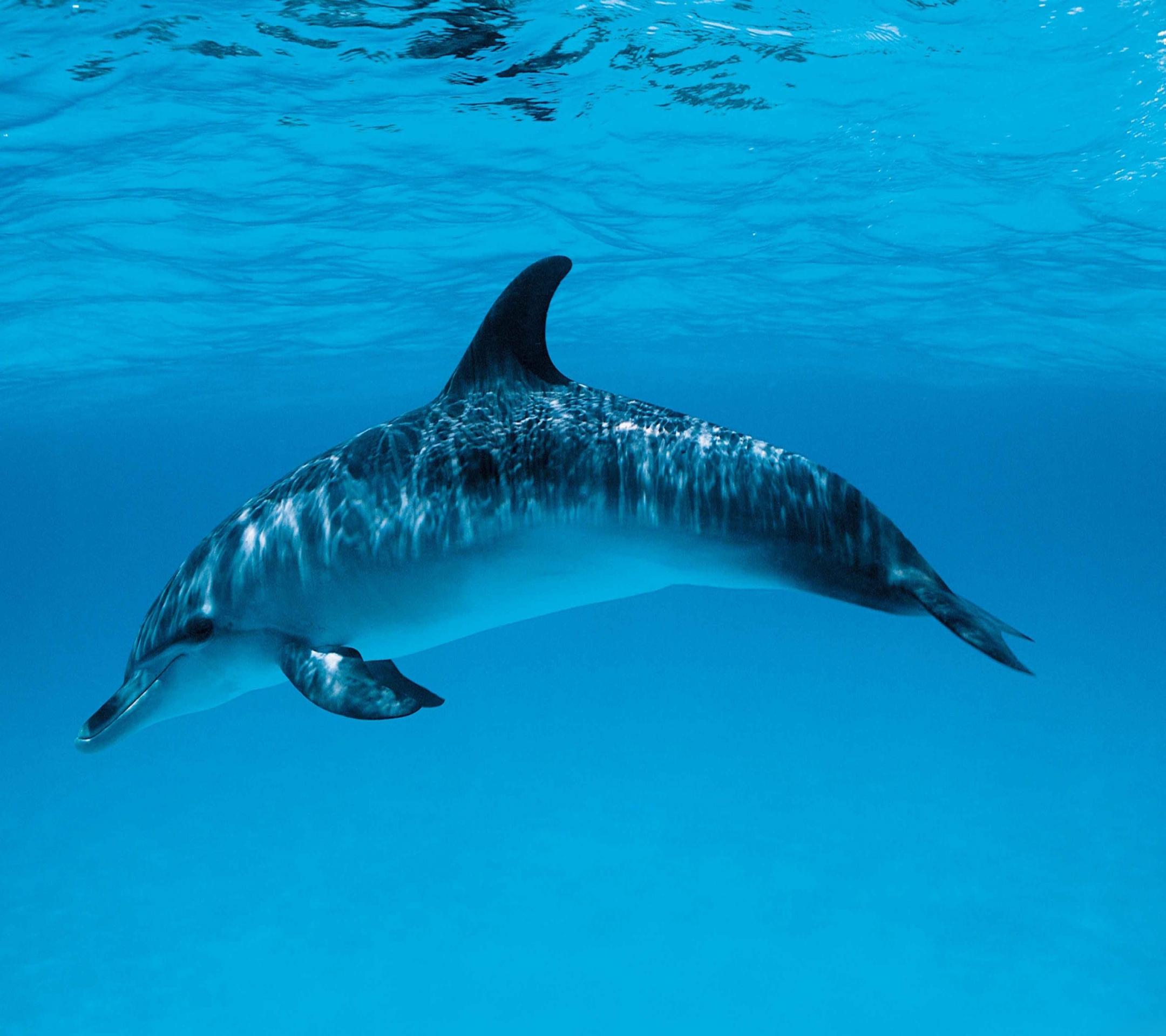 Download mobile wallpaper Animal, Dolphin for free.