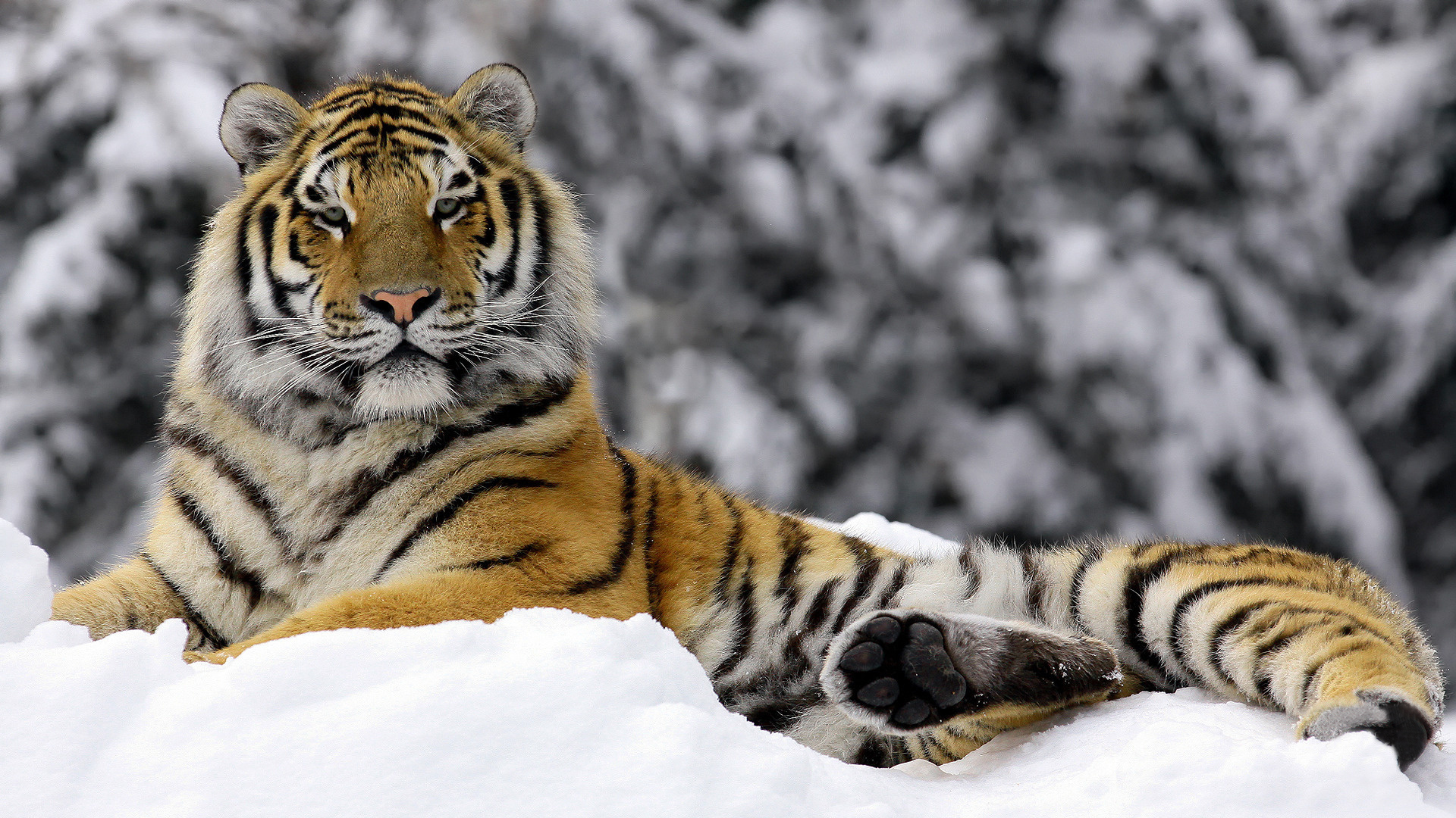 Baixe gratuitamente a imagem Gatos, Animais, Tigre na área de trabalho do seu PC