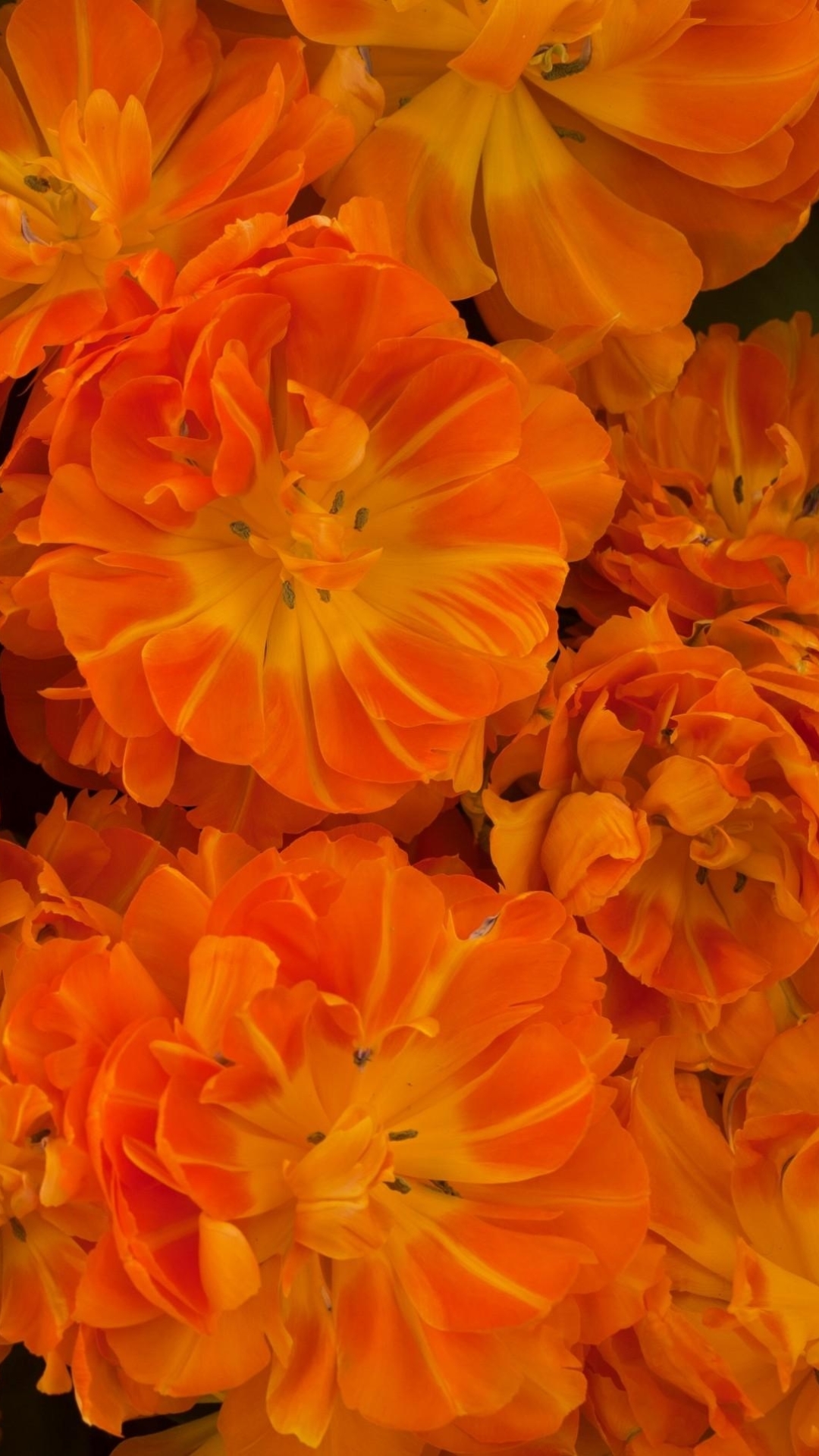 Descarga gratuita de fondo de pantalla para móvil de Flores, Flor, Florecer, Tierra, Tierra/naturaleza, Flor Naranja.