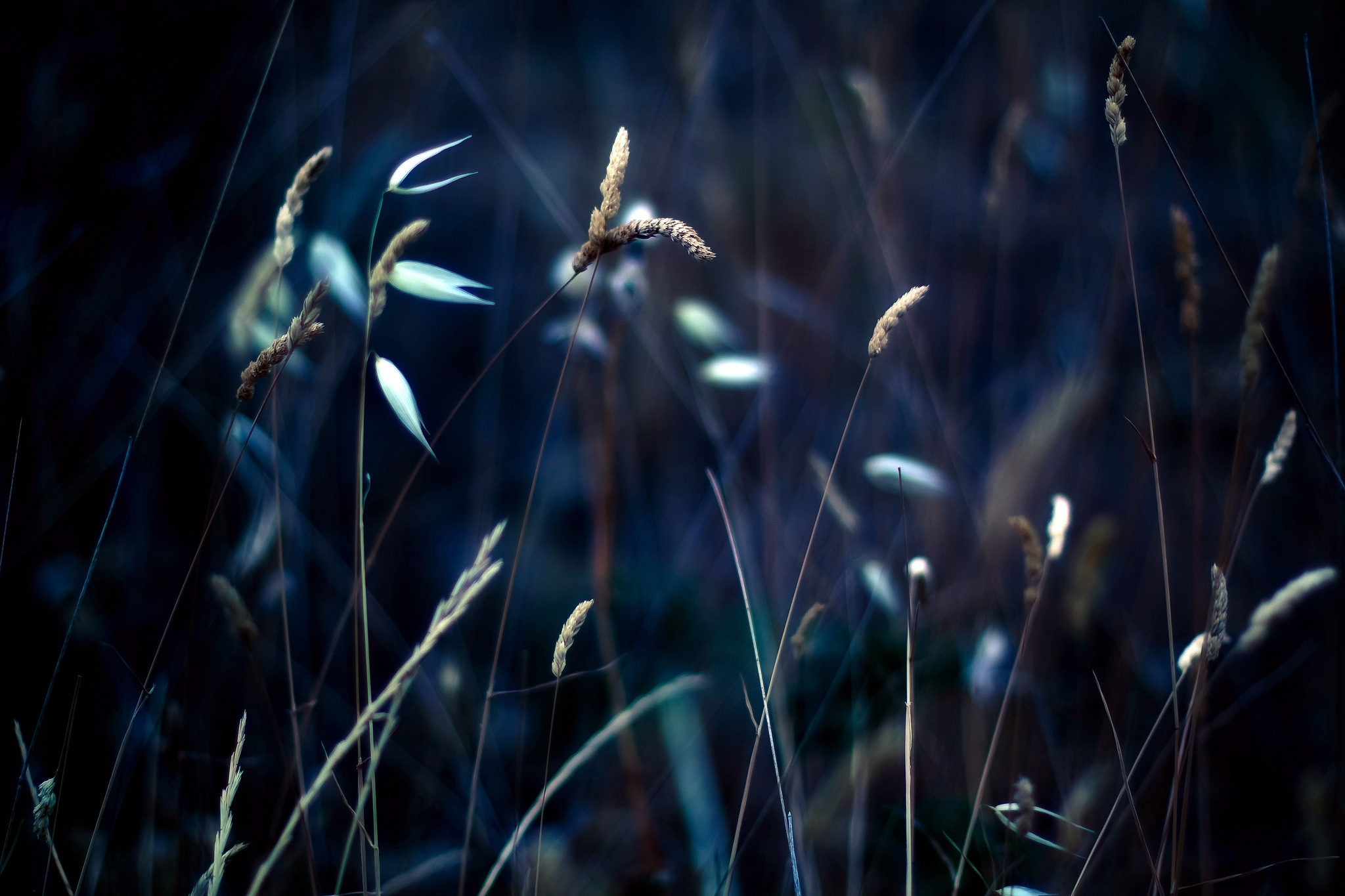 Laden Sie das Scheinen, Grass, Makro, Licht, Pflanze-Bild kostenlos auf Ihren PC-Desktop herunter
