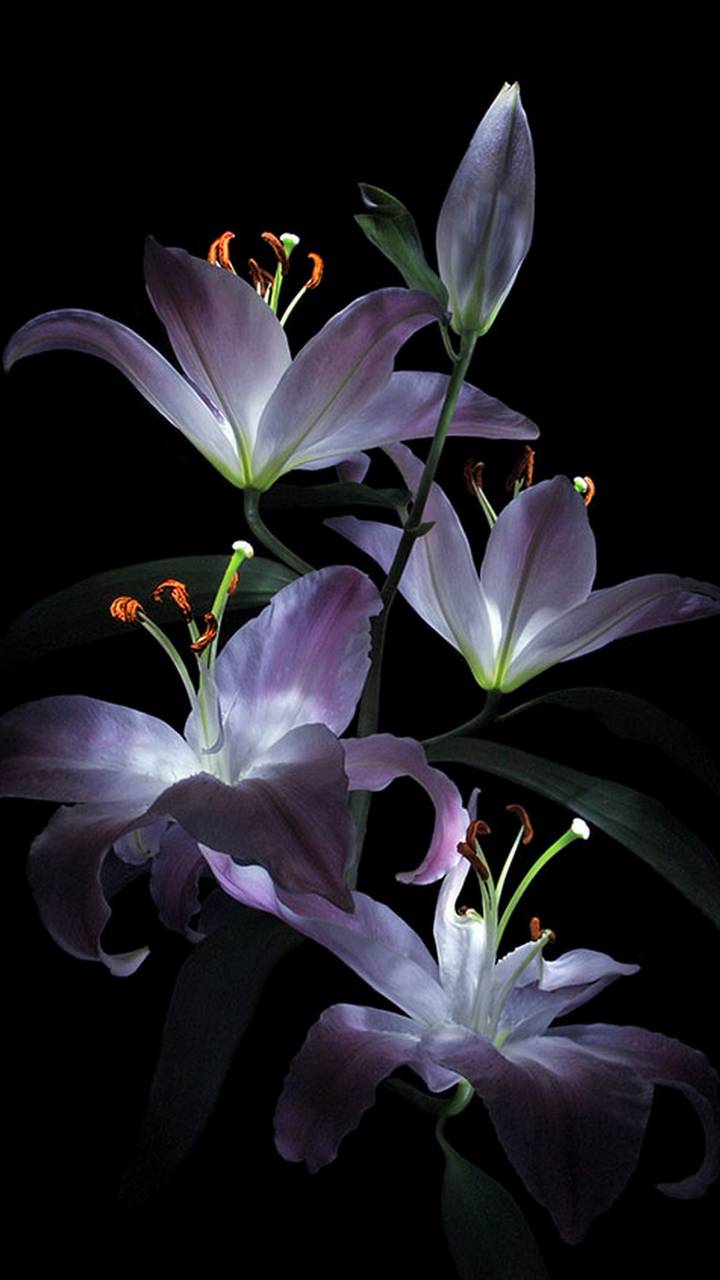Download mobile wallpaper Flowers, Flower, Light, Earth, Lily for free.