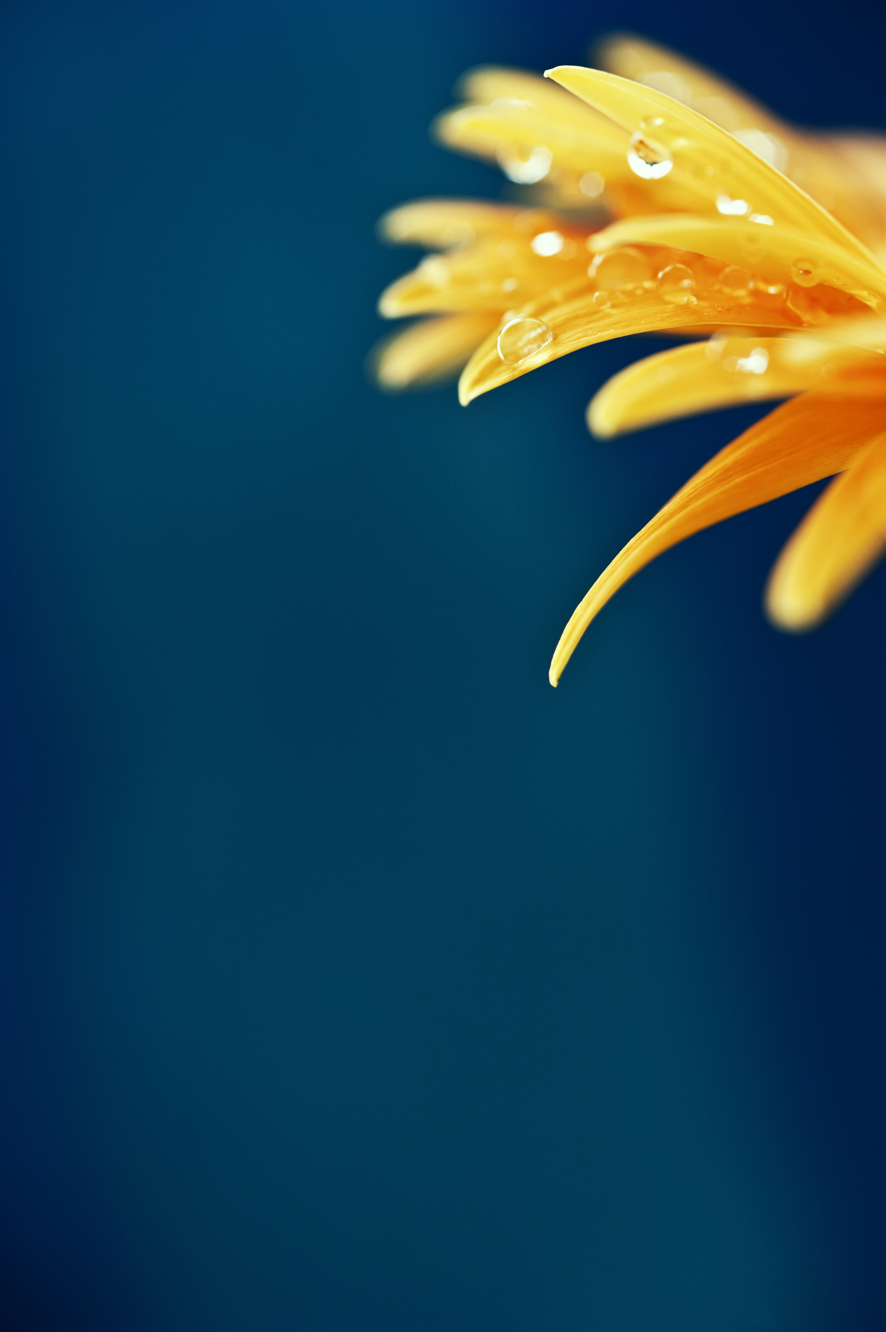 Download mobile wallpaper Wet, Petals, Macro, Flower, Drops for free.