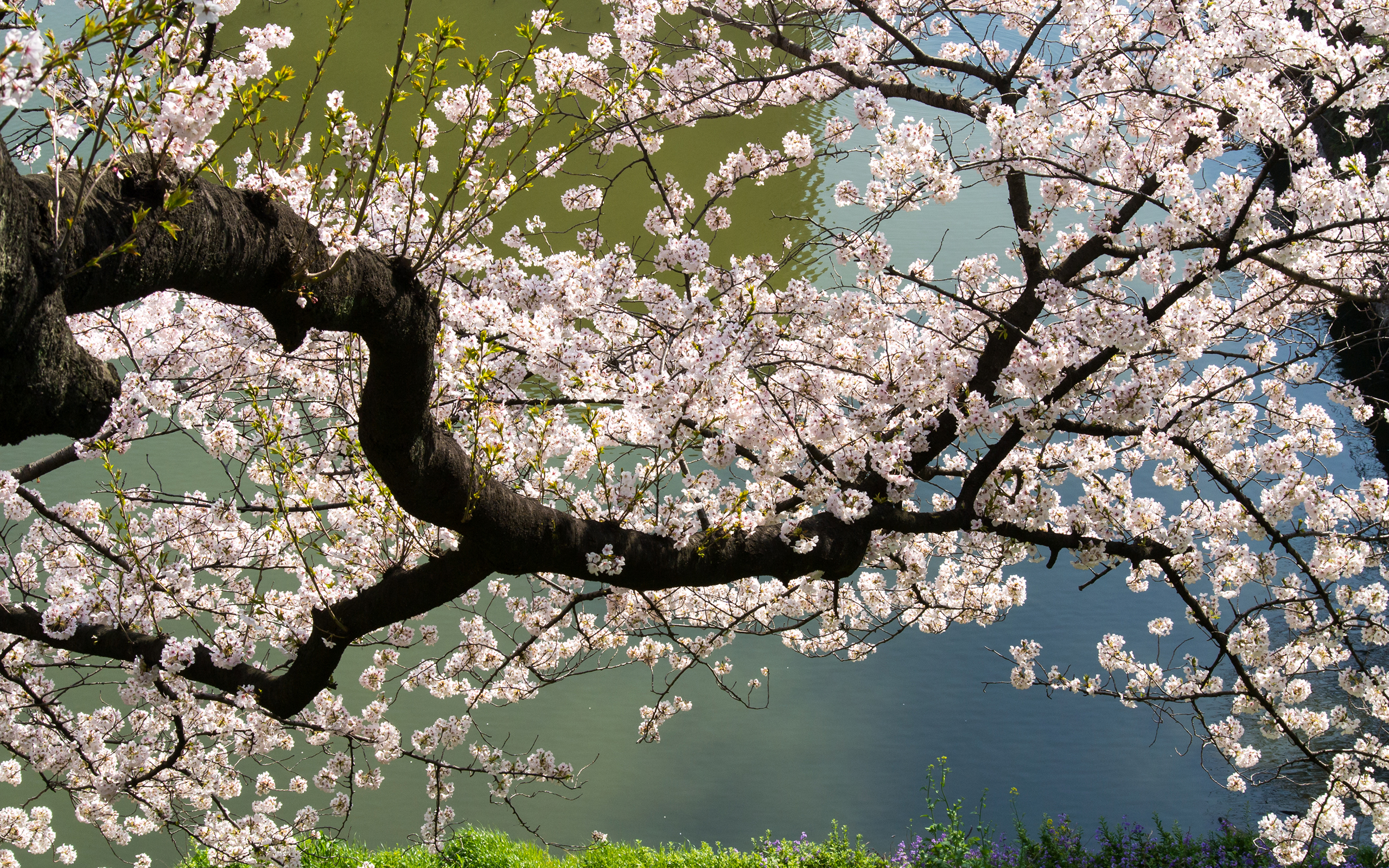 Download mobile wallpaper Flowers, Branch, Earth, Spring, White Flower, Blossom for free.